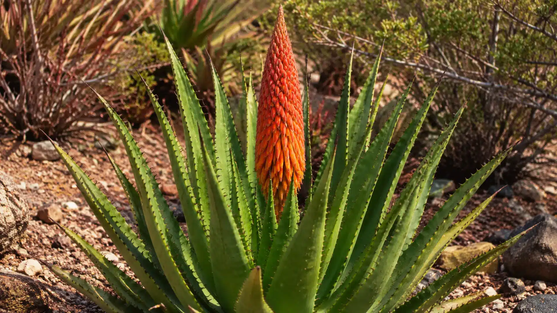 snake-aloe
