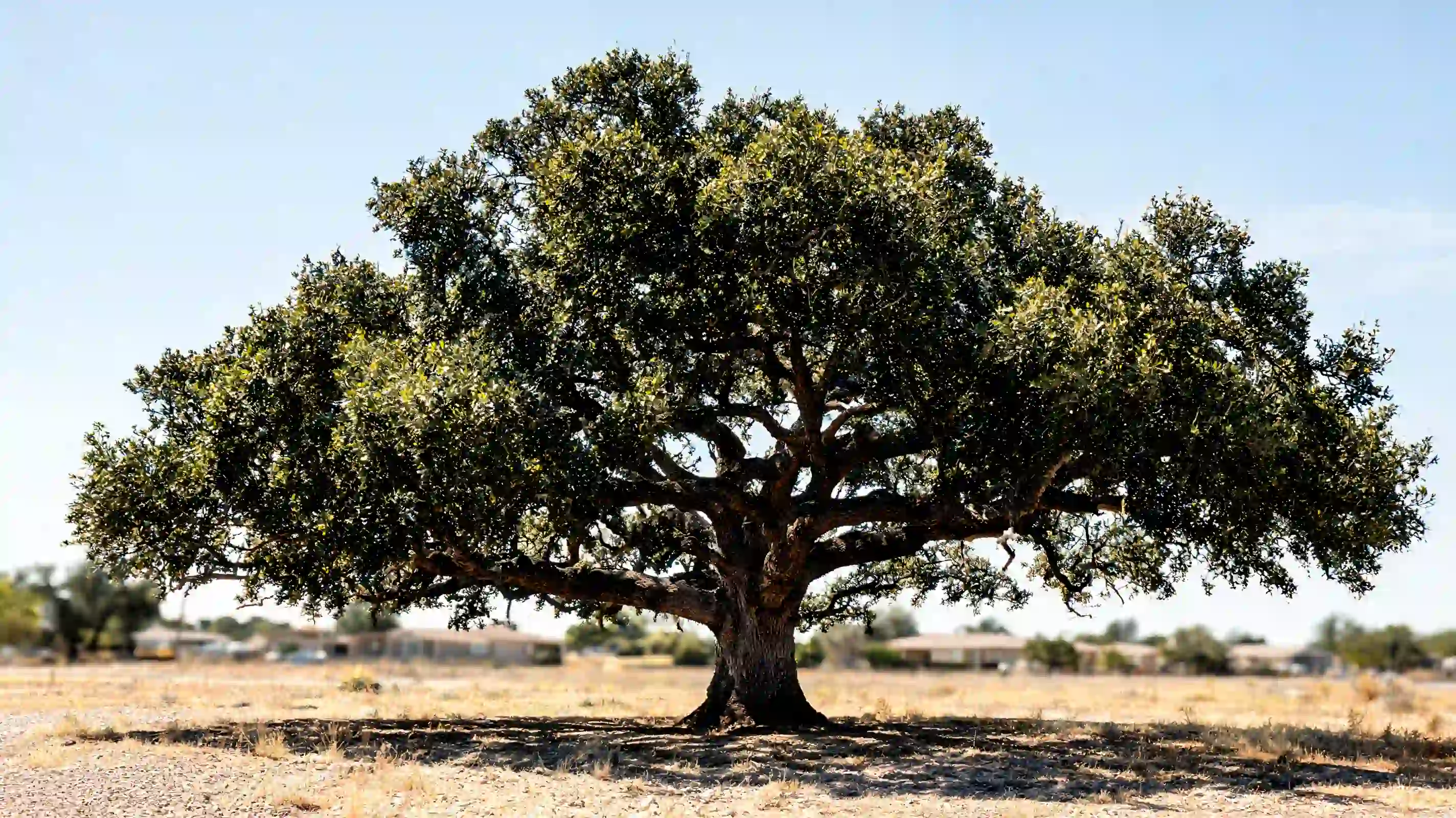 southern live oak with dense evergreen foliage spreading branches and deep shade in a desert yard