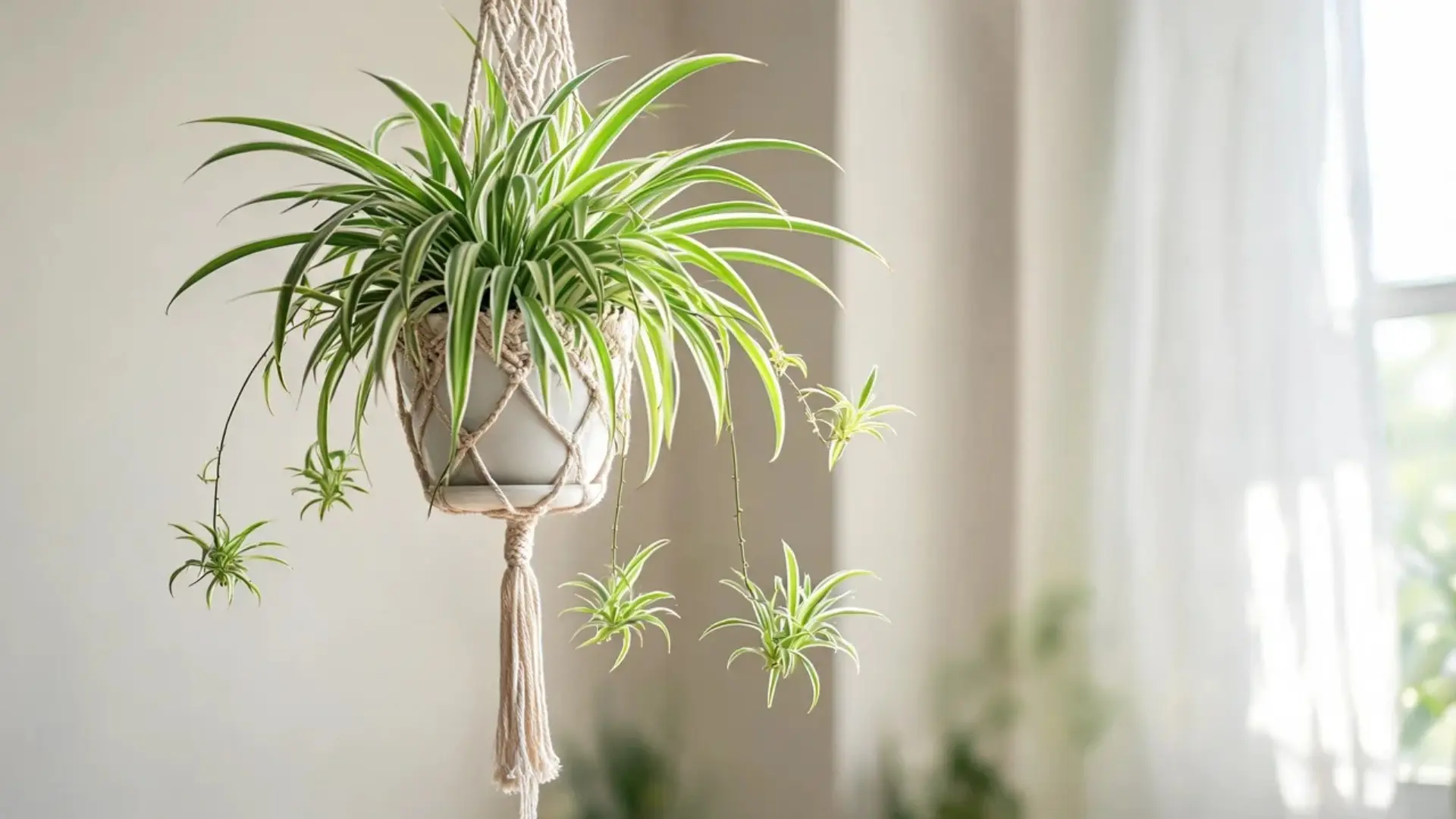 spider plant with arching striped leaves in a hanging macrame basket with trailing baby plantlets below