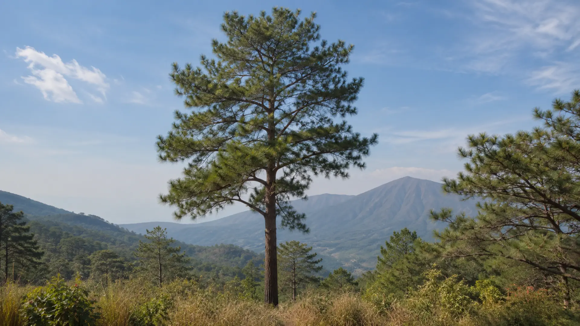 sumatran pine with a tall straight trunk long green needles and an open crown in warm tropical highlands