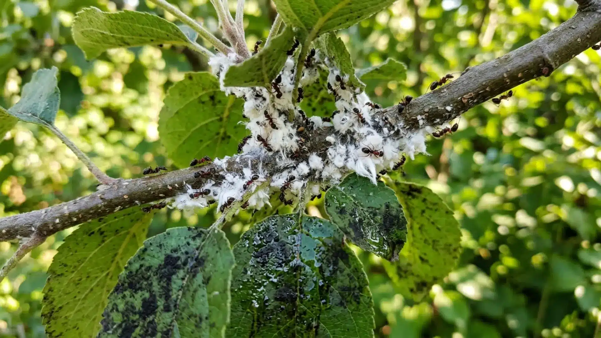late spring through warm sumrough in light of heat which helps in checking fig trees