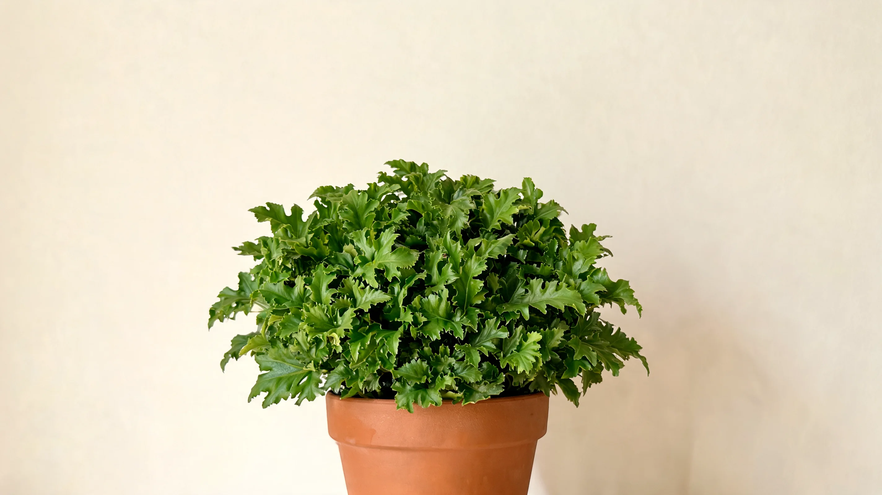 super atom philodendron with small ruffled bright green leaves forming a dense compact mound