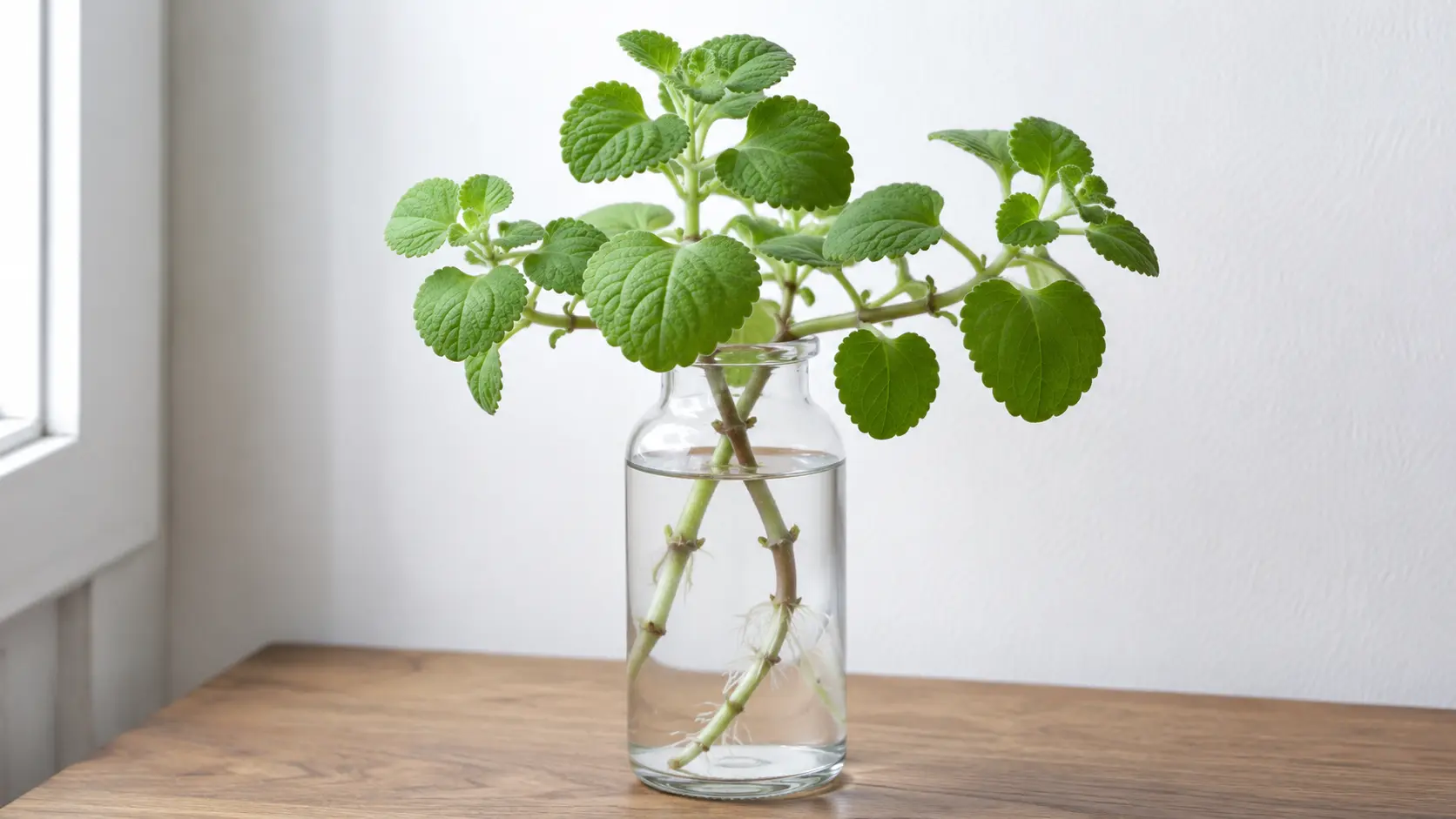 swedish ivy cuttings with rounded green leaves arranged in a slim glass vase near a window