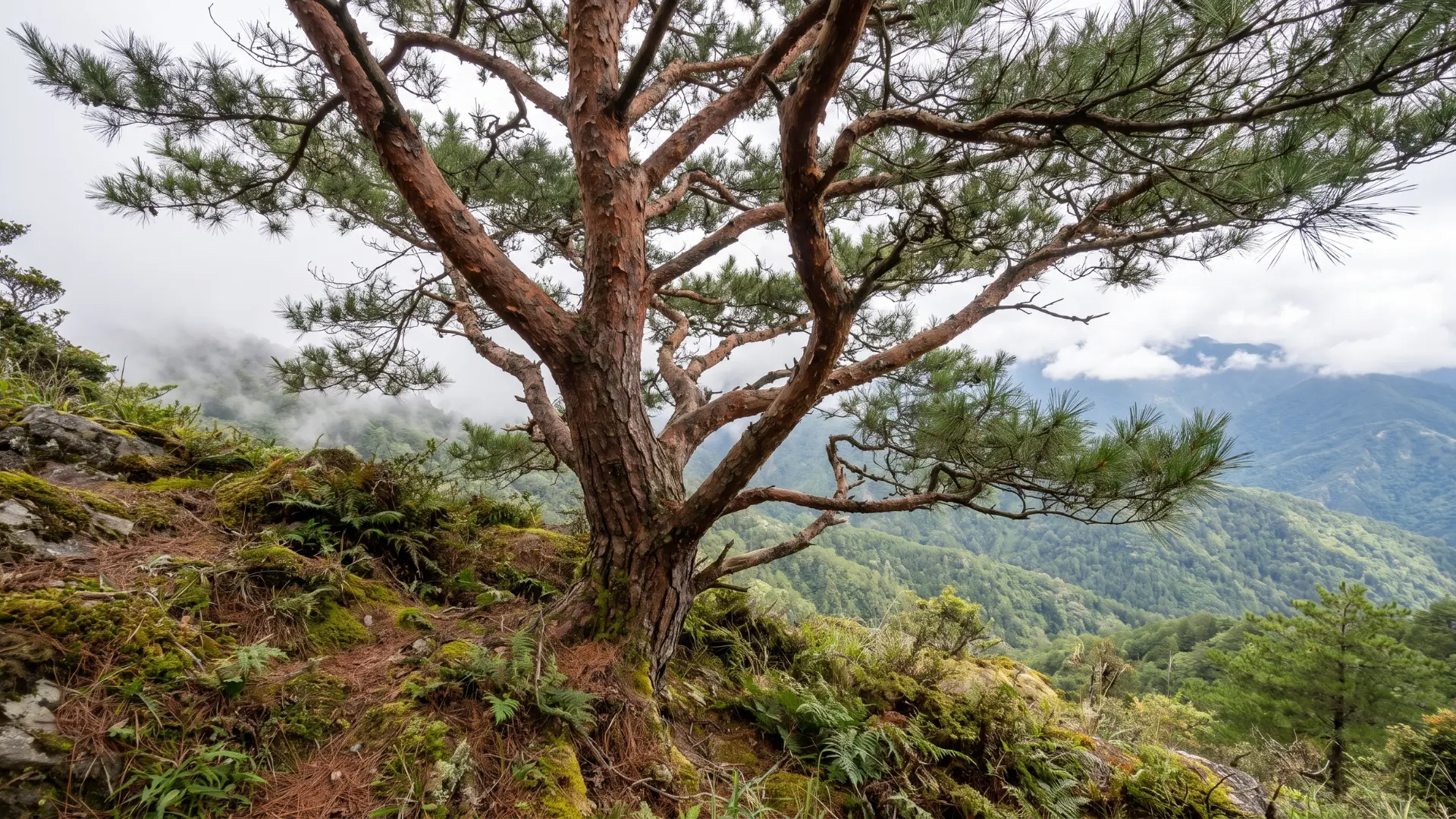 taiwan red pine with reddish bark slender needles and a balanced crown on misty mountain slopes