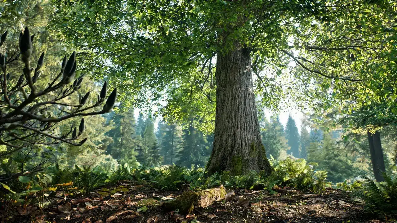 tall black cottonwood in a damp forest opening with rough bark, pointed buds, ferns and conifer trees