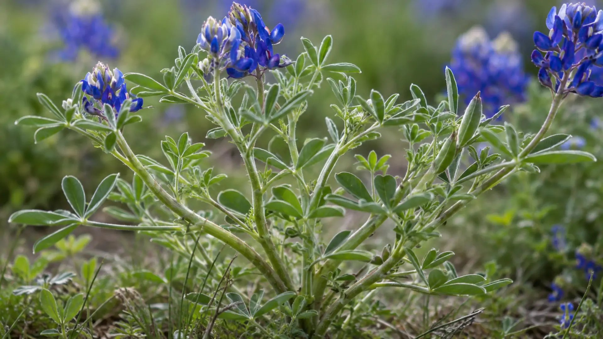 texas bluebonnet plant showing short branching stems supporting green leaves and blue flower spikes