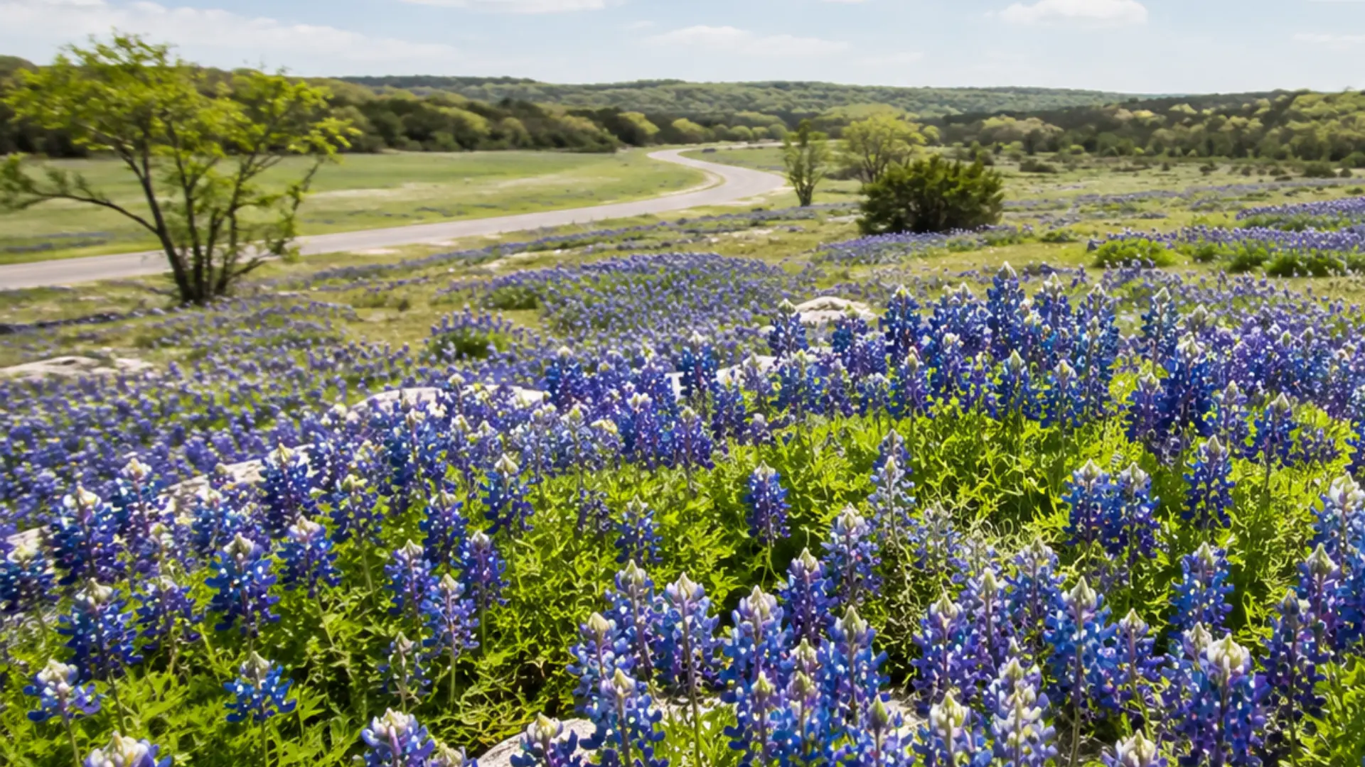 texas bluebonnets blooming across a sunny prairie with limestone rocks and a winding country road