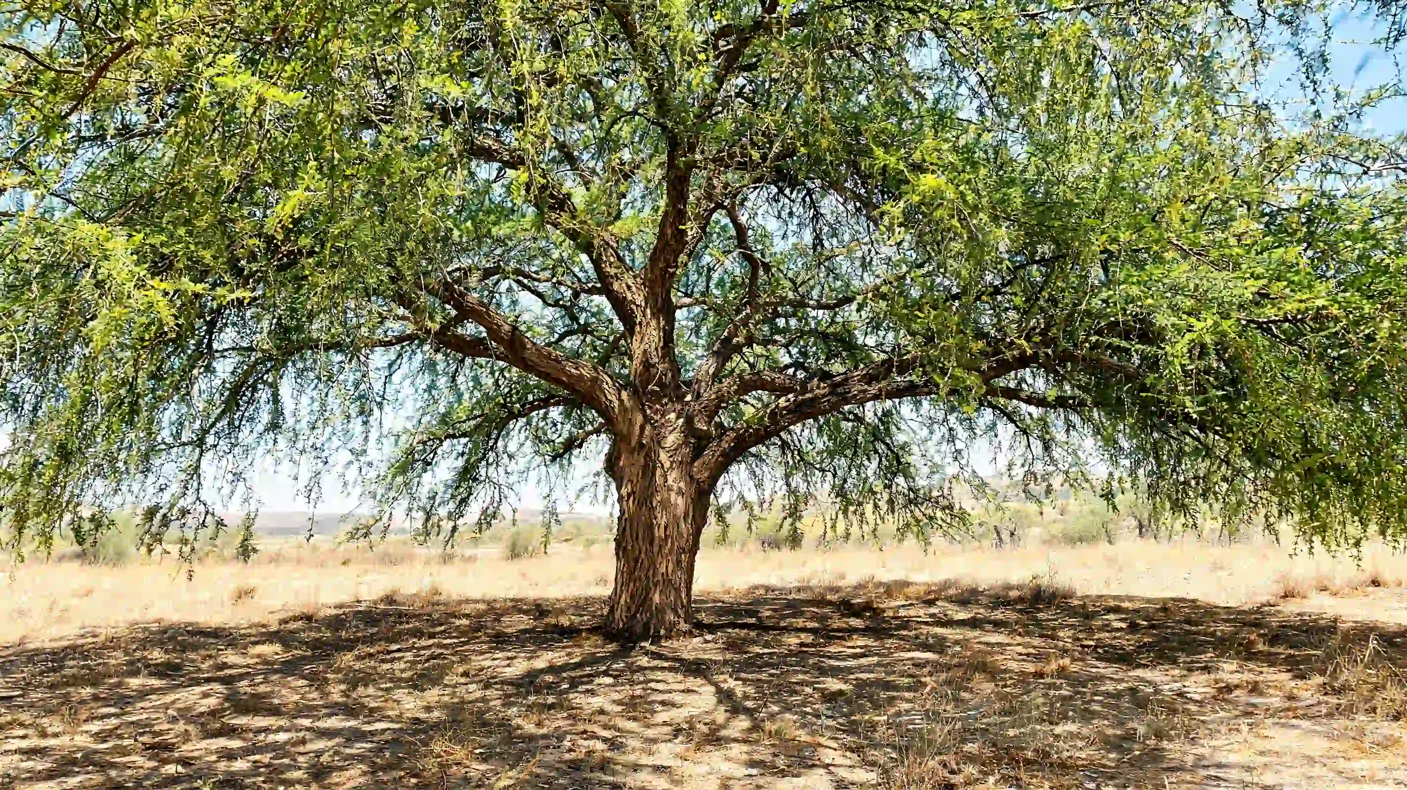texas honey mesquite with bright green foliage and drooping branches across a dry open landscape