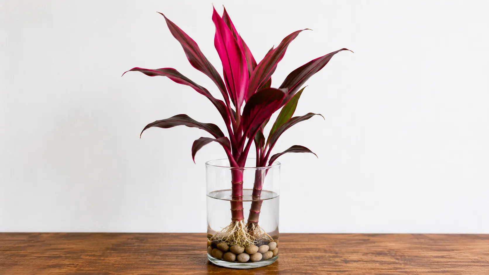 ti plant with upright burgundy and pink leaves growing in water above pebbles in a glass jar