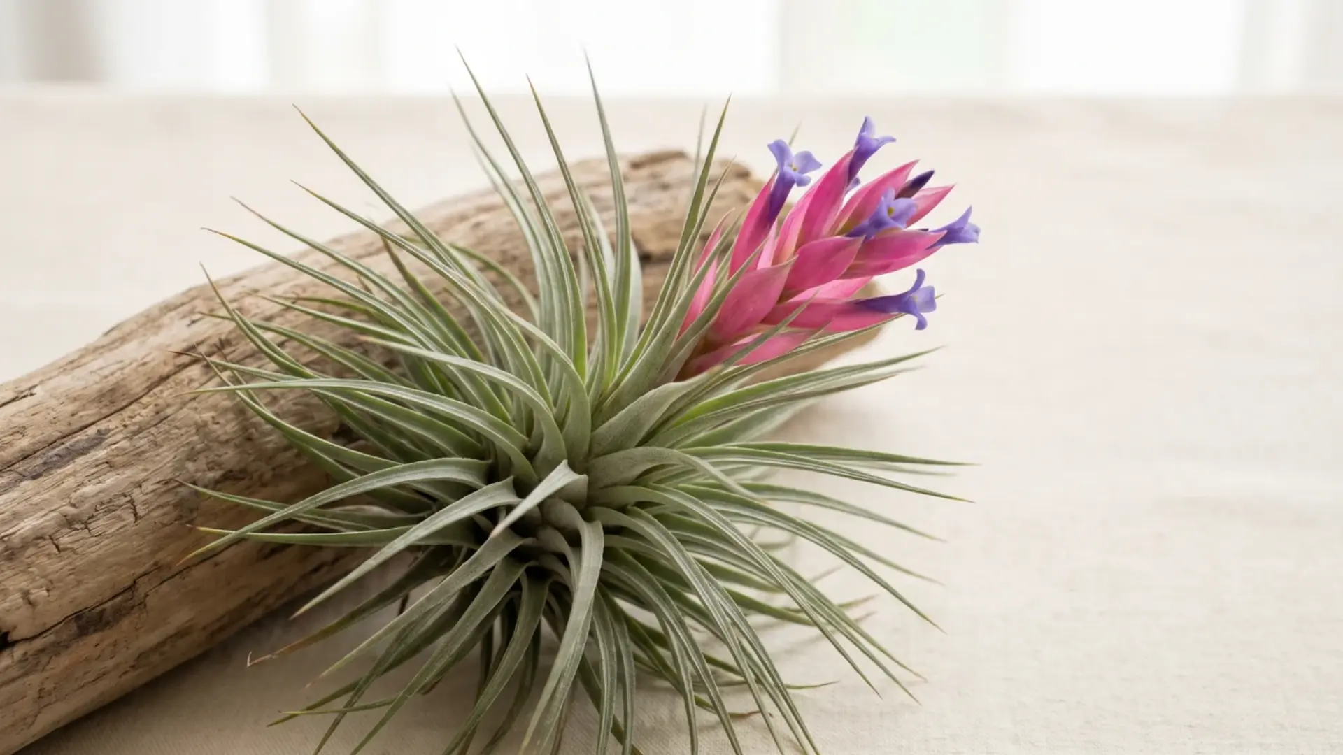 tillandsia aeranthos with narrow silver-green leaves and vivid pink and purple blooms resting on driftwood