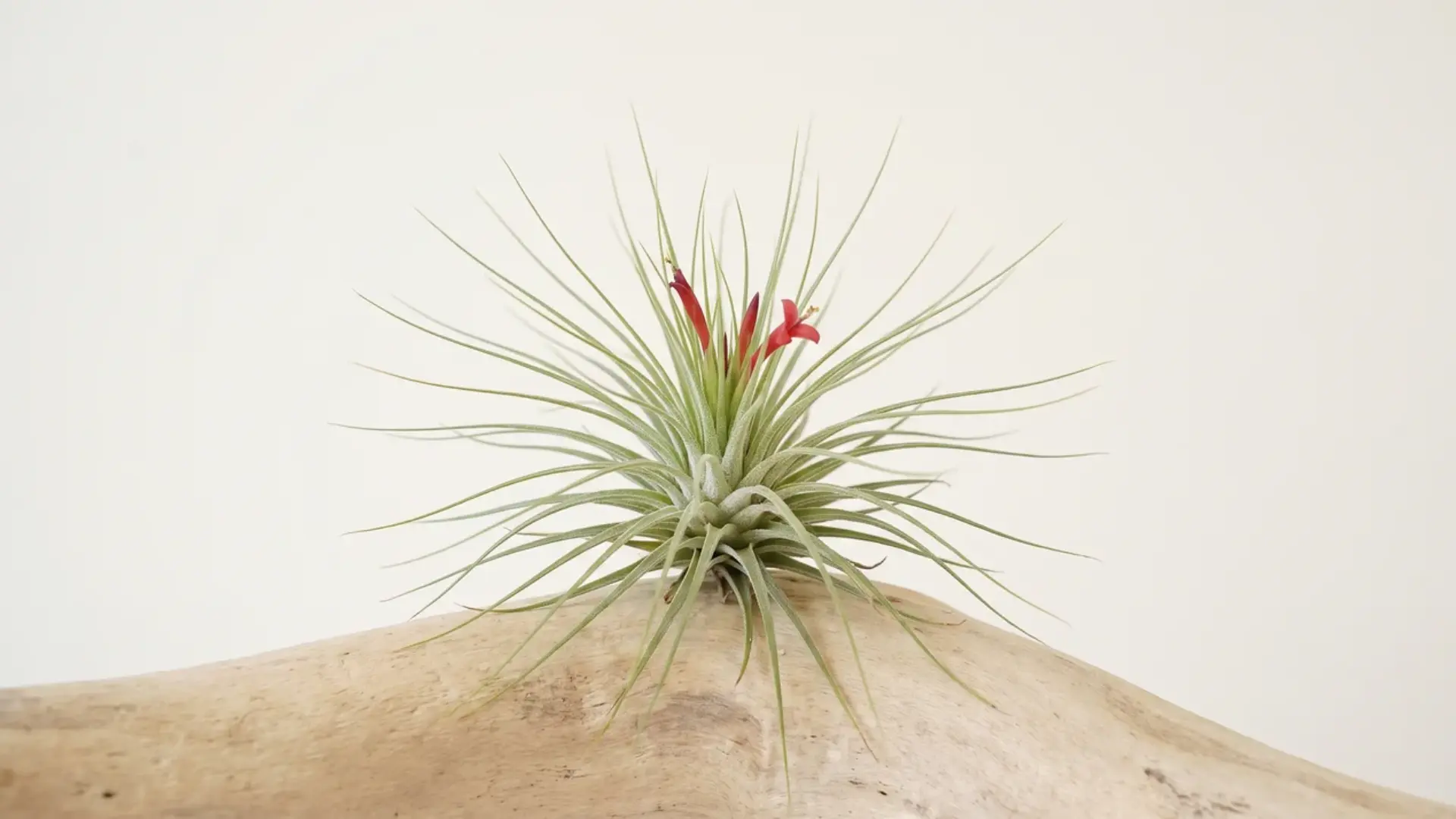 tillandsia andreana with fine silver-green leaves and a small red flower displayed on pale driftwood