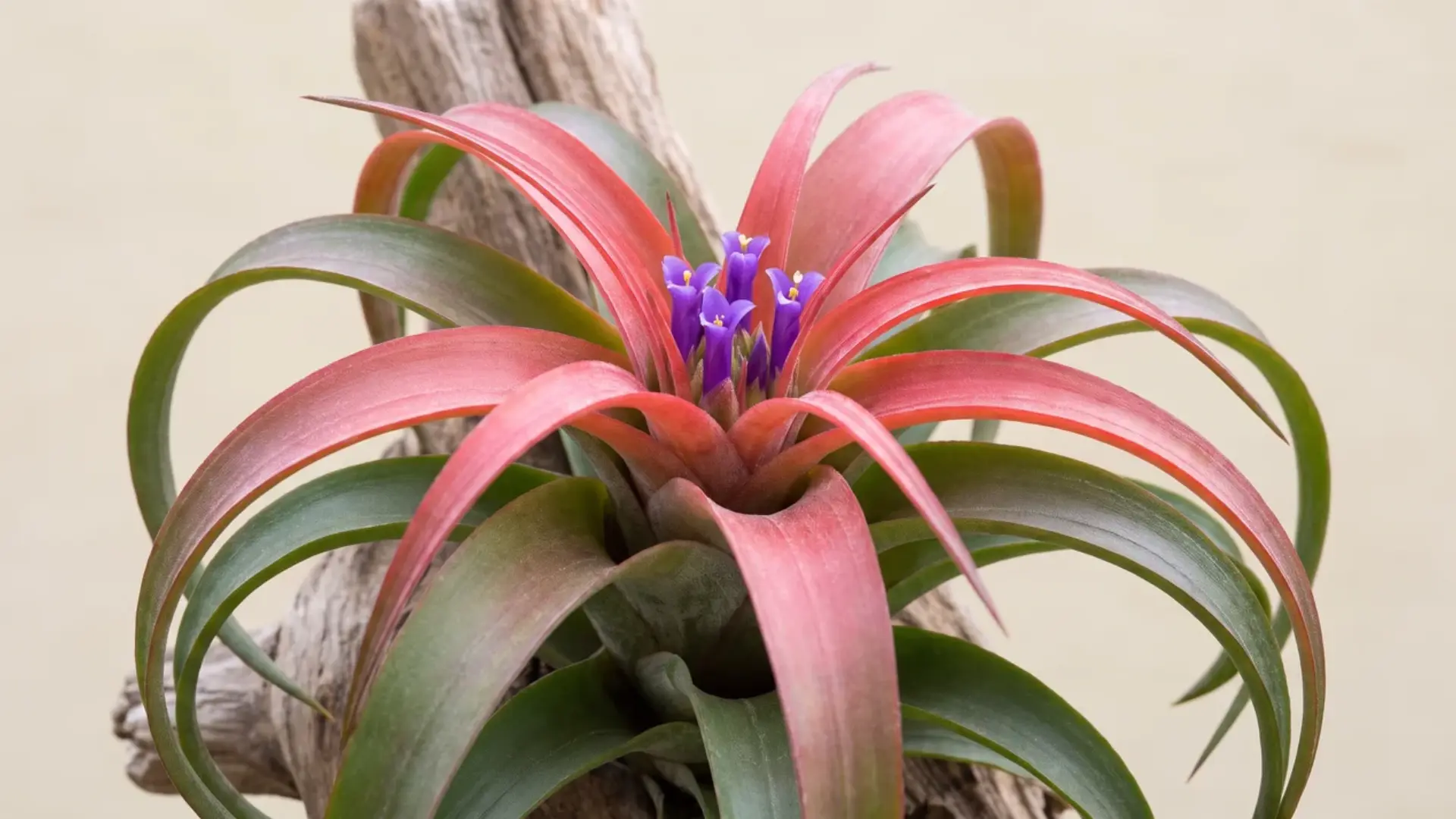 tillandsia brachycaulos with broad pink and green leaves and purple flowers attached to a tree branch