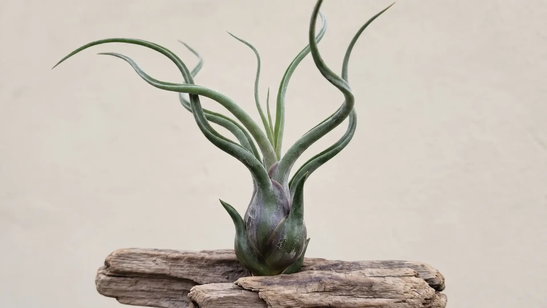 tillandsia bulbosa with a rounded dark base and long twisting green leaves displayed on weathered wood