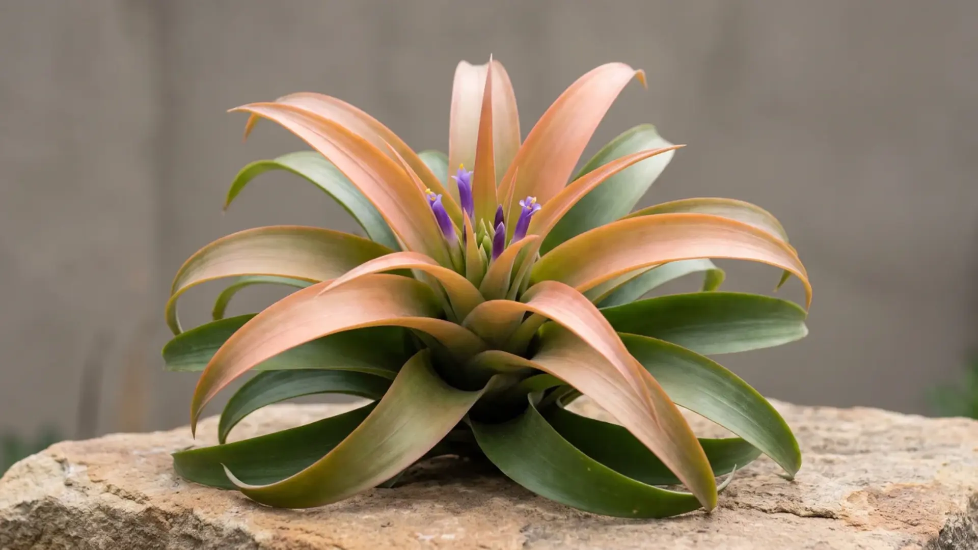 tillandsia capitata peach with broad curled leaves in soft peach and green tones resting on a stone
