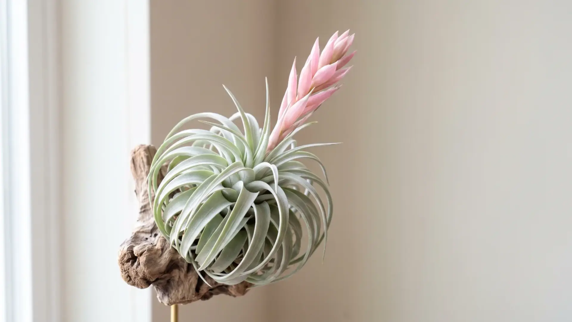 tillandsia cotton candy with soft silver leaves and a pale pink flower spike mounted on driftwood