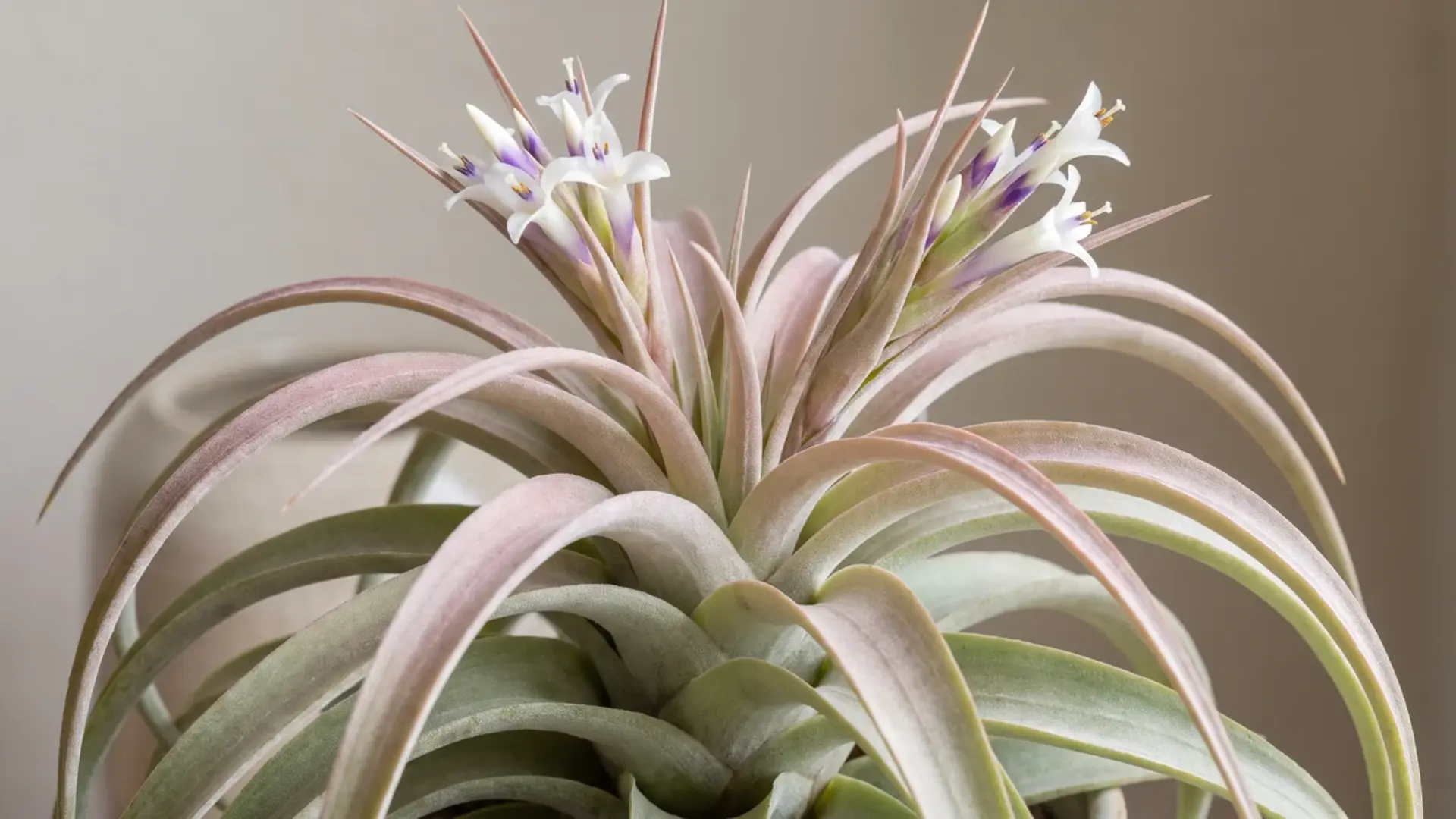 tillandsia didisticha with pale arching leaves and delicate white-purple flowers against a soft background