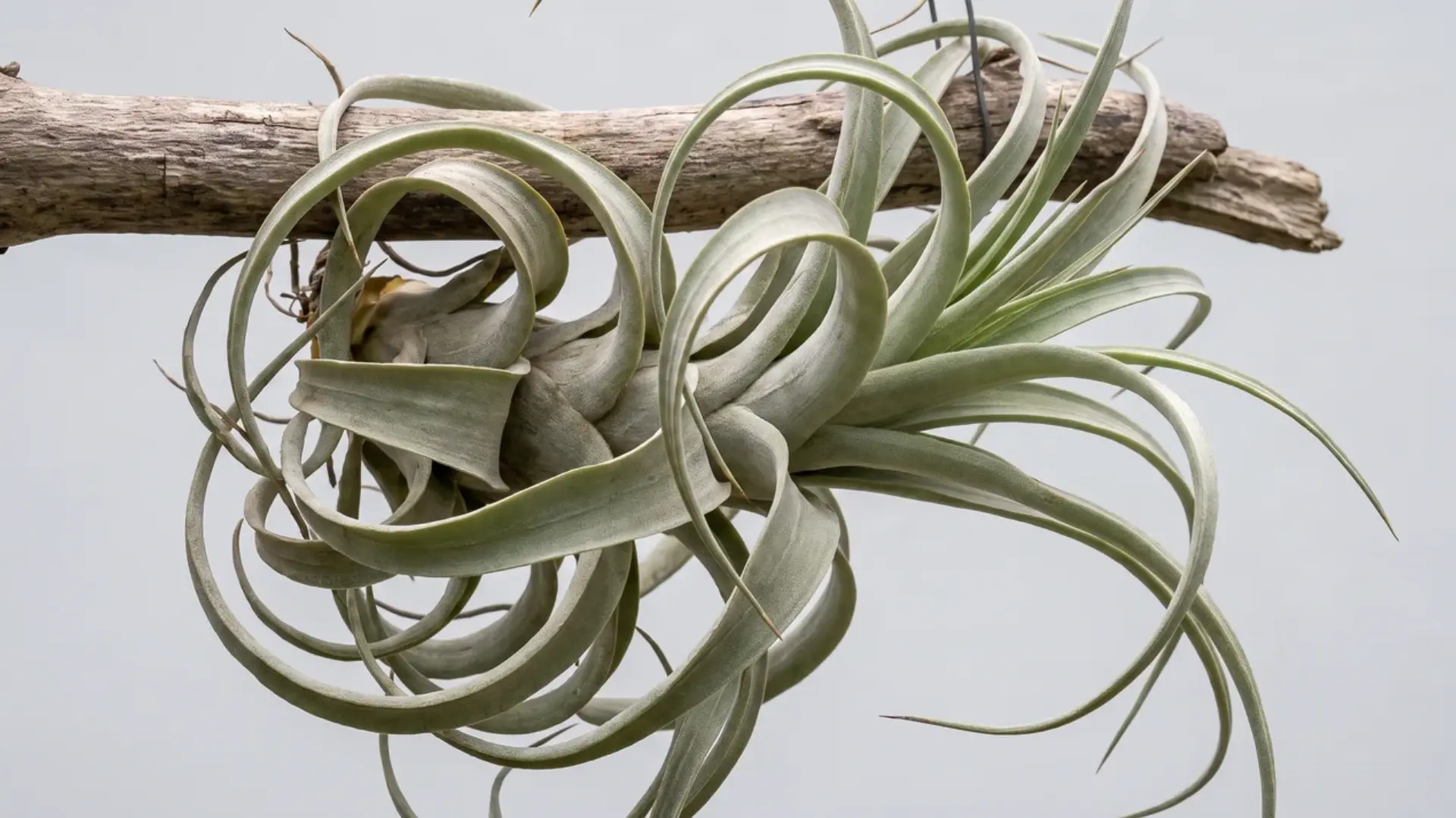 tillandsia duratii with thick curling silver-green leaves wrapped around a horizontal piece of driftwood