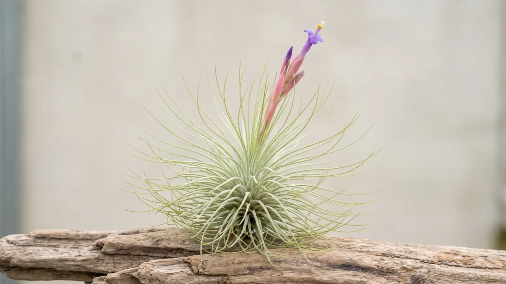 tillandsia fuchsii var. gracilis with fine silvery leaves and a tiny purple bloom on weathered wood