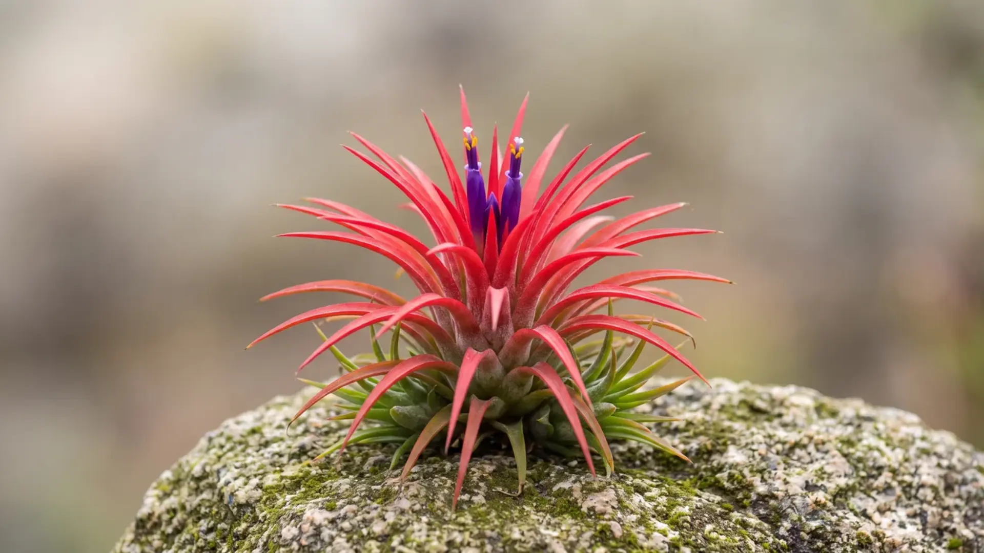 tillandsia fuego glowing red with small purple flowers growing on a moss-covered stone outdoors
