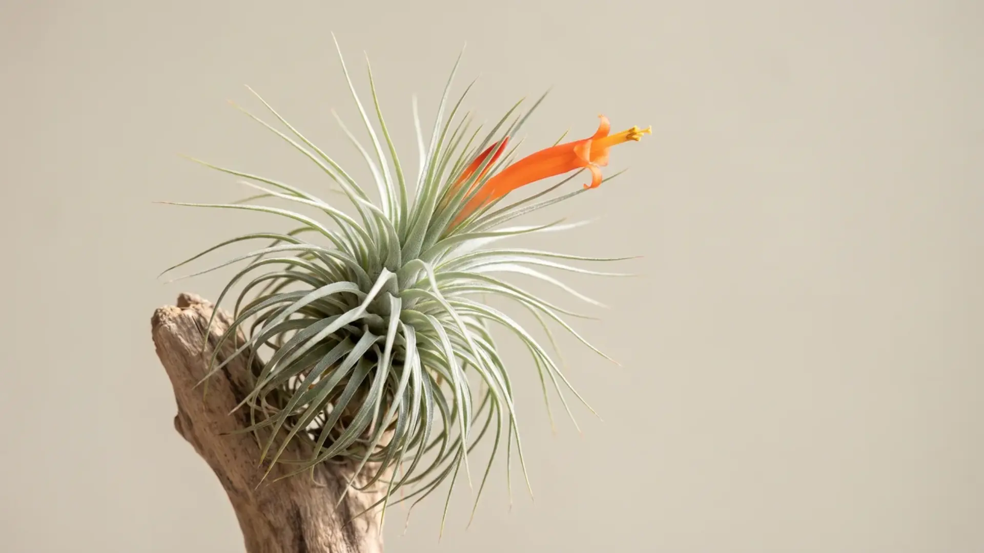 tillandsia funckiana with fine silver leaves and a vivid orange flower mounted on upright driftwood