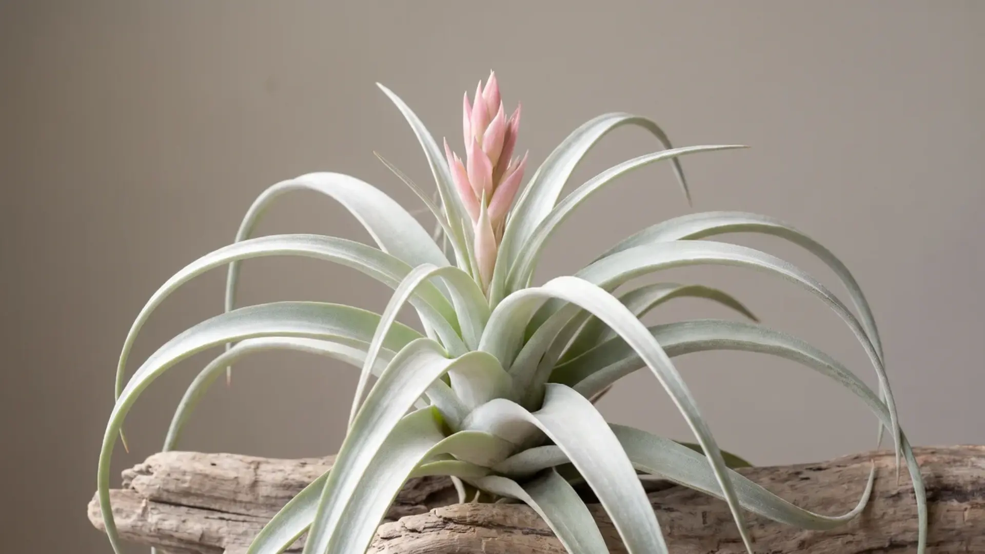 tillandsia gardneri with broad silver leaves and a pale pink flower spike resting on aged driftwood