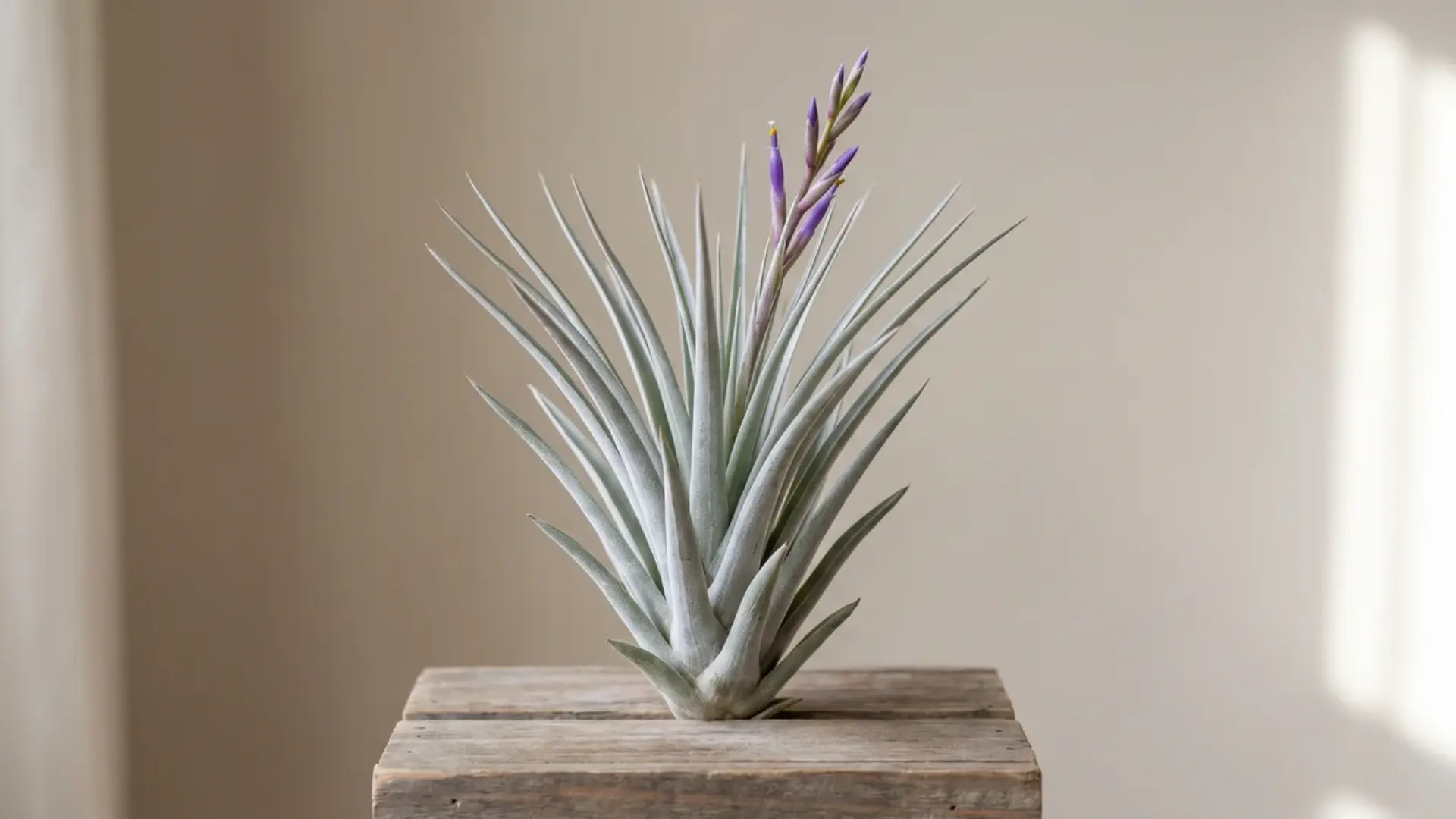 tillandsia harrisii with upright silver-green leaves displayed on a small square wooden block