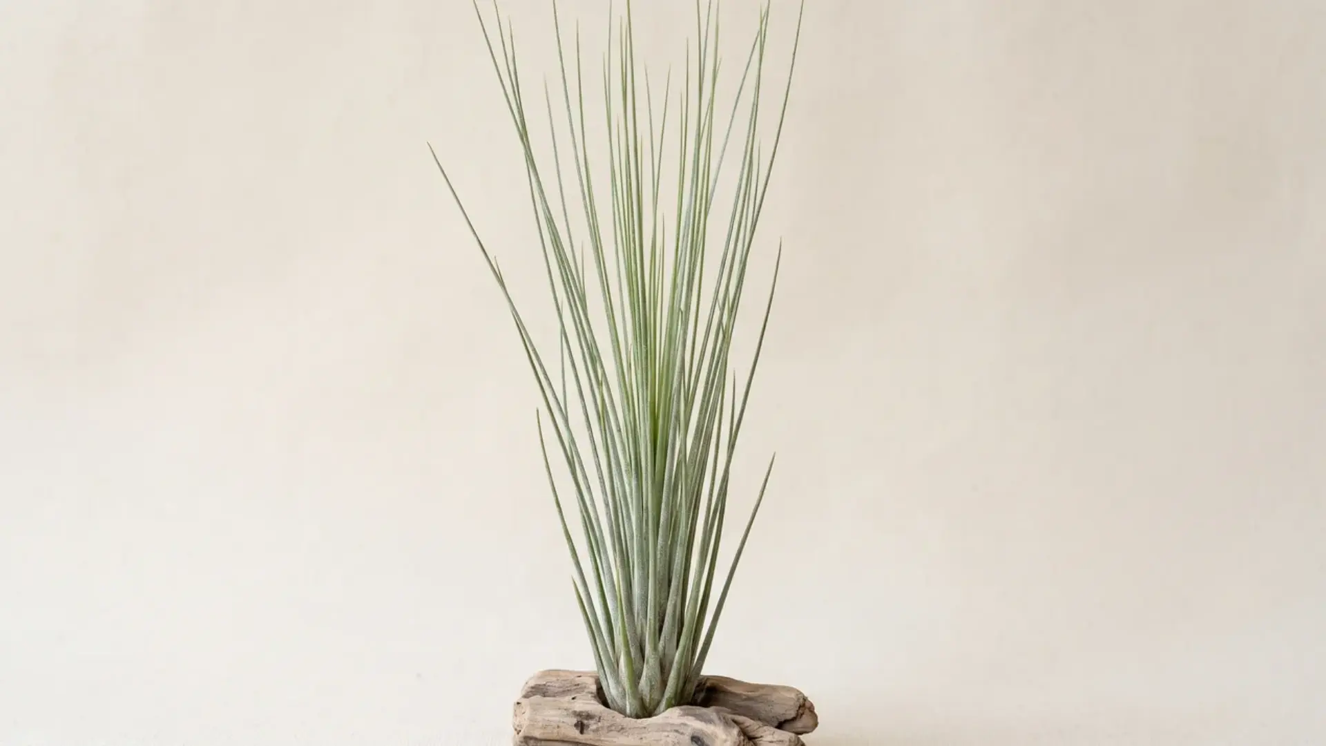 tillandsia juncea with tall, thin silver-green leaves rising upright from a small piece of driftwood