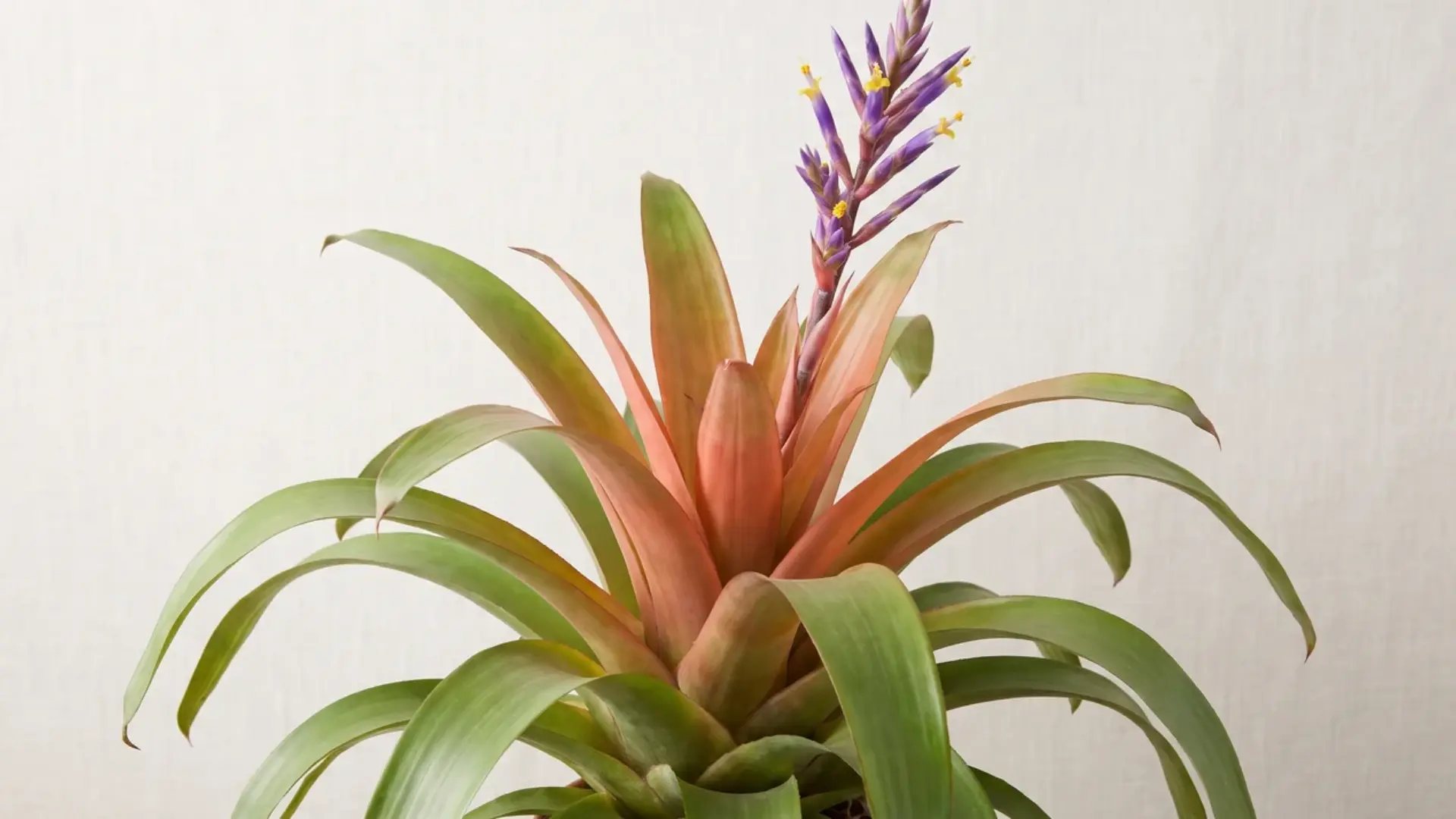 tillandsia maxima with broad green and coral leaves and a tall purple flower spike near a bright window