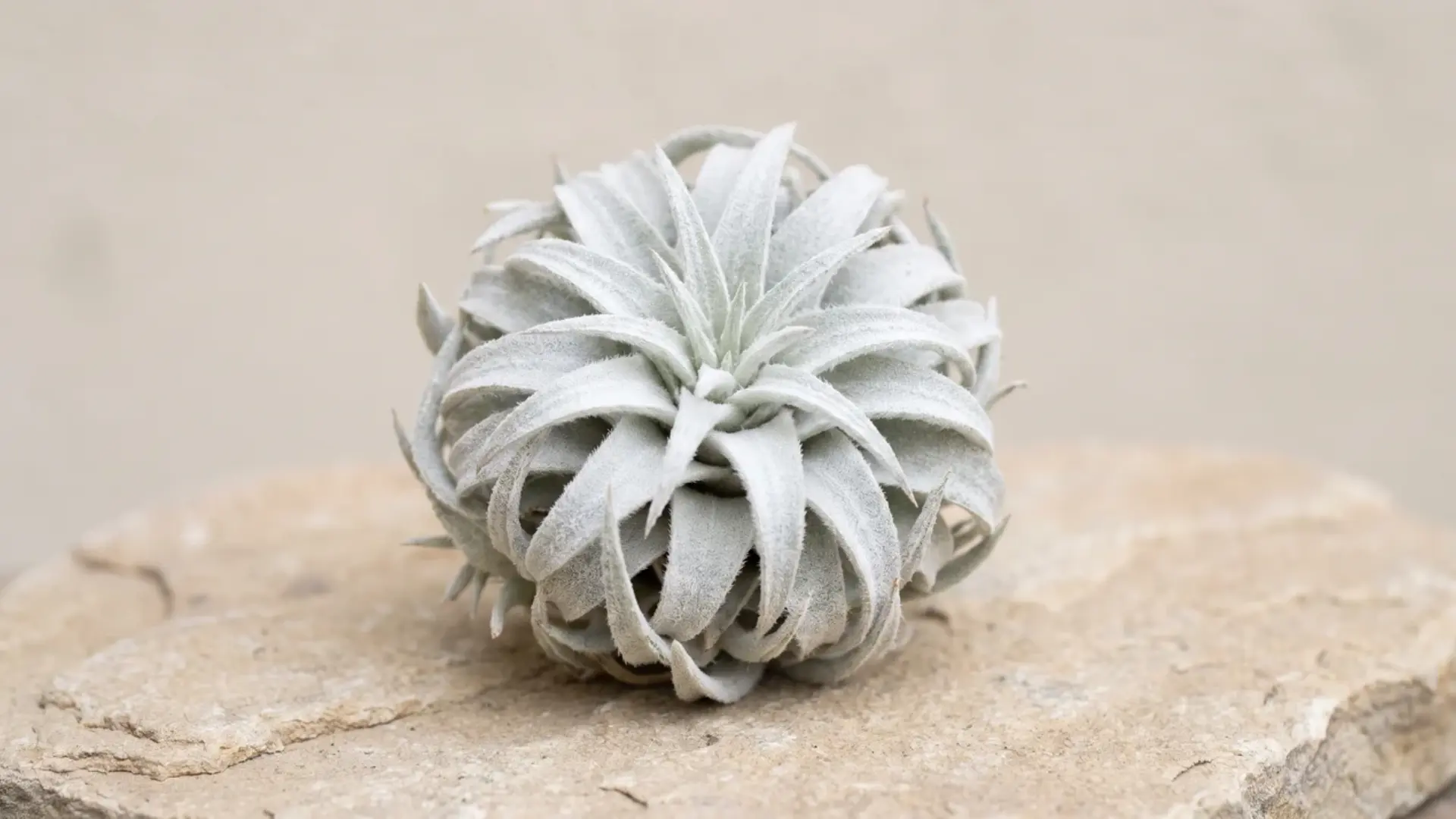 tillandsia tectorum forming a fuzzy white rosette with curled leaves on a flat natural stone