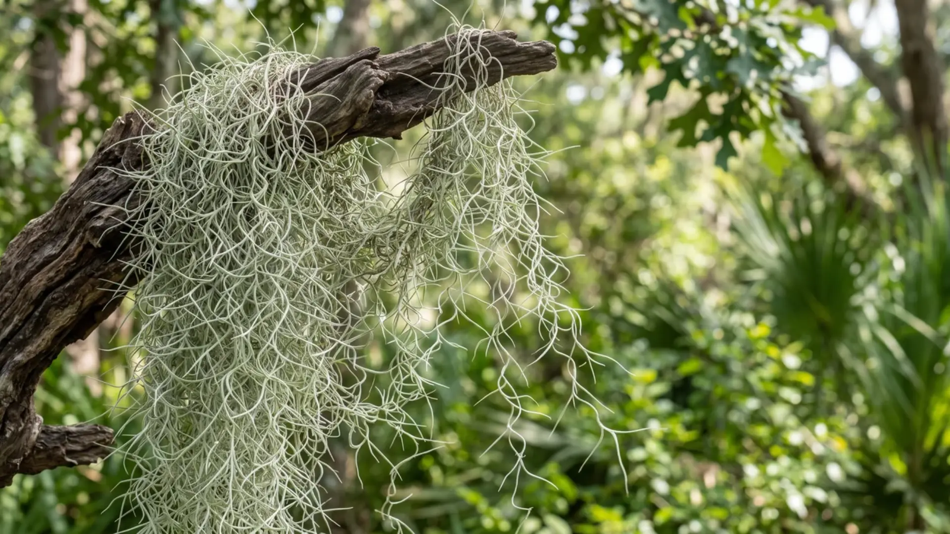 long strands of pale gray spanish moss hanging from a tree branch in a lush green garden setting
