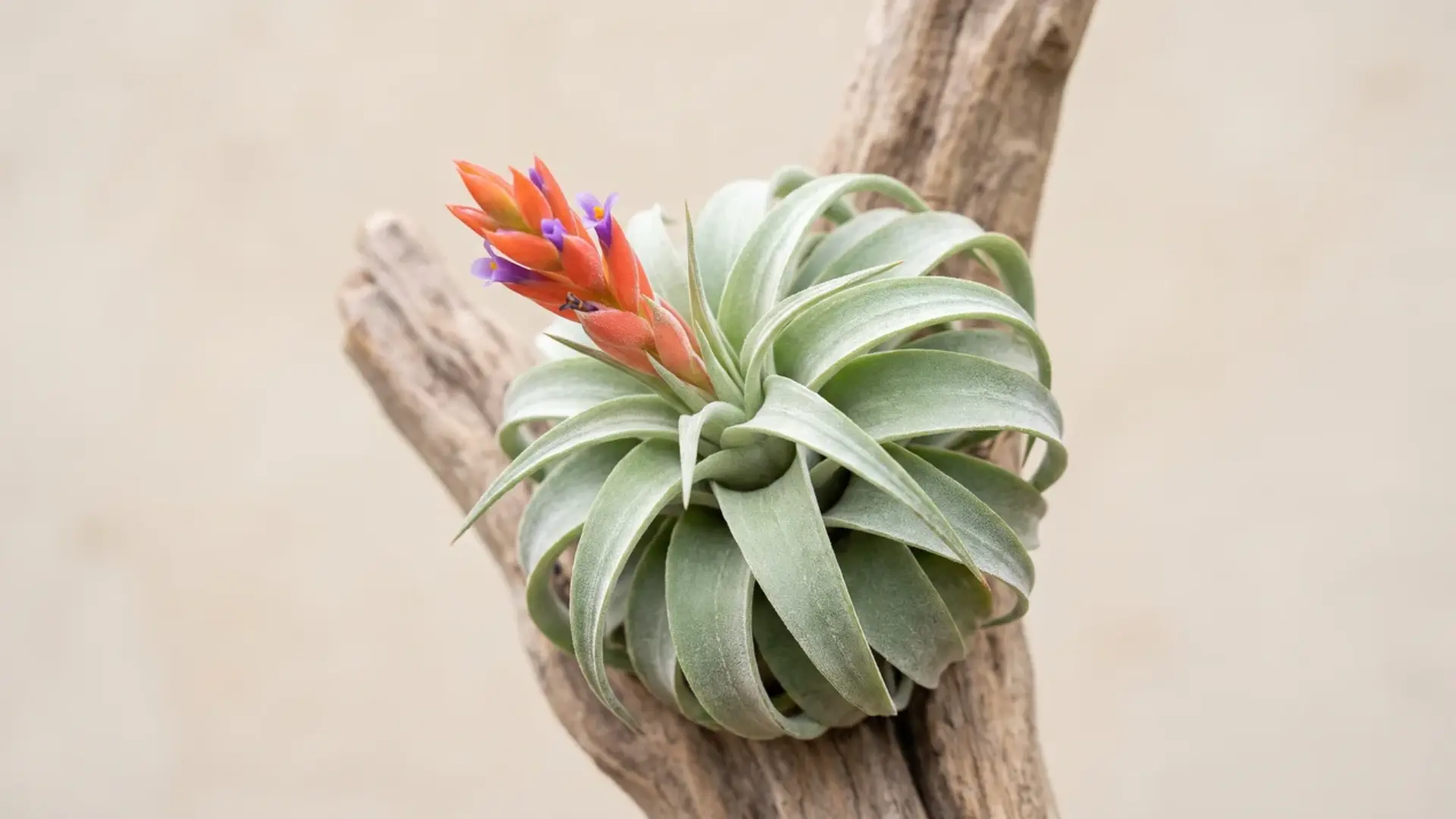 tillandsia velutina with soft silver leaves and a red-orange flower spike attached to a tree branch