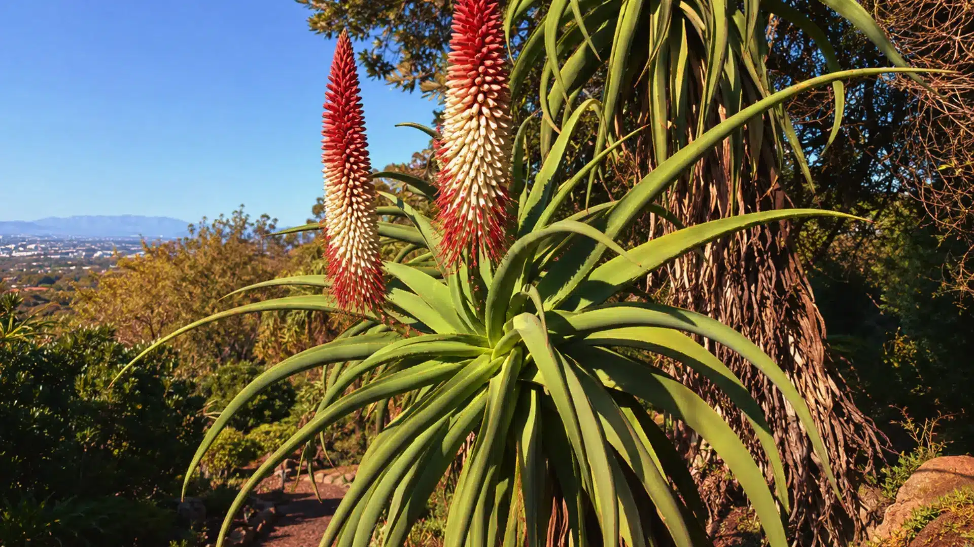 tilt-head-aloe