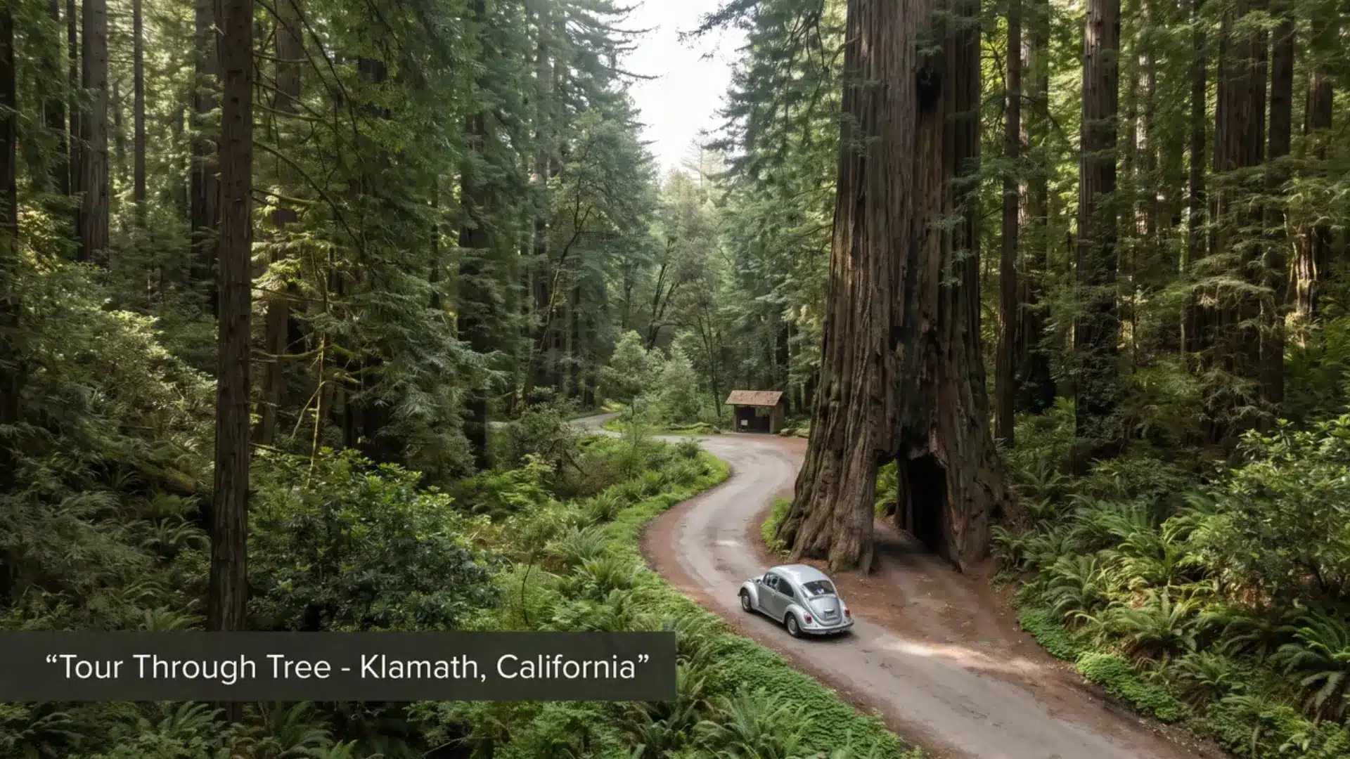 vehicle entering the tour through tree tunnel in a lush coast redwood forest near klamath, california