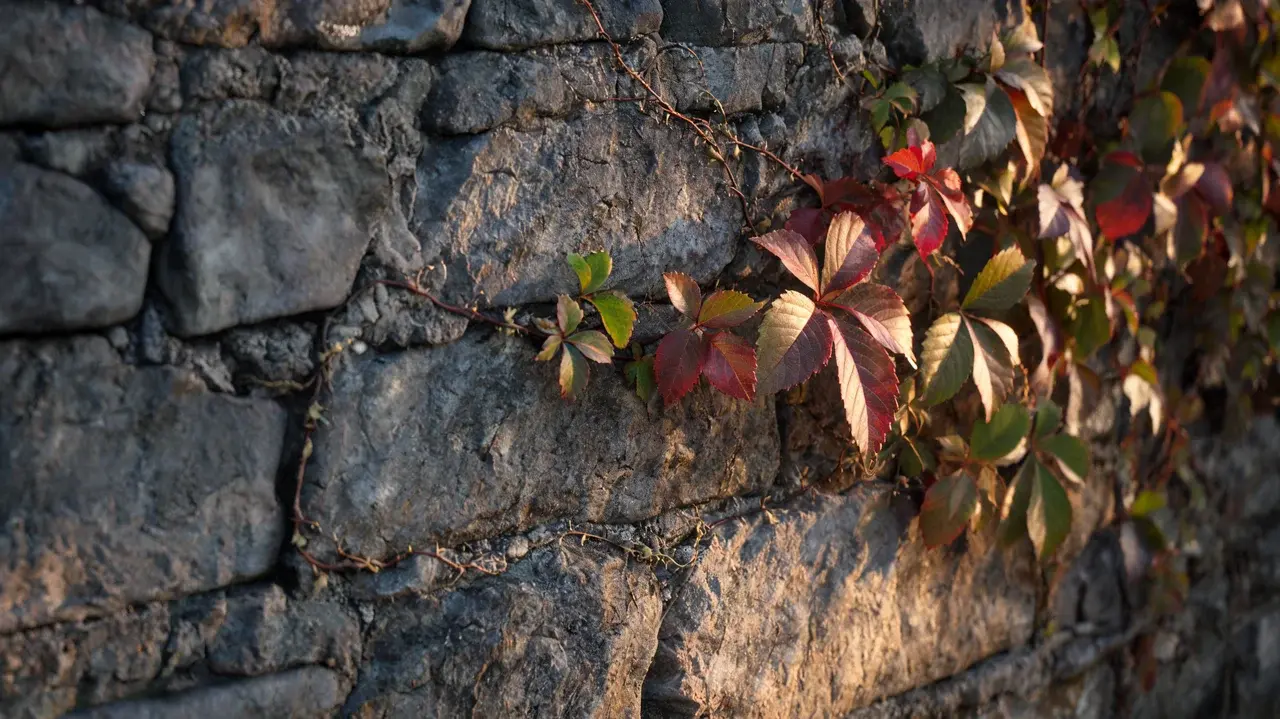 virginia creeper with five-leaflet leaves turning red and green while climbing across a weathered stone wall