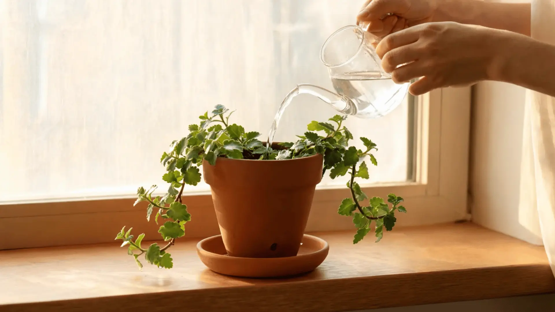 watering can pouring water slowly into a potted swedish ivy plant until it drains from the bottom