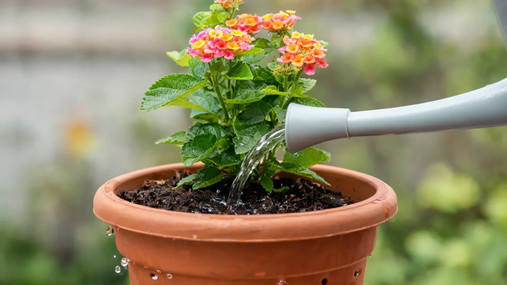 watering can pouring water onto the soil of a flowering lantana plant in a terracotta container