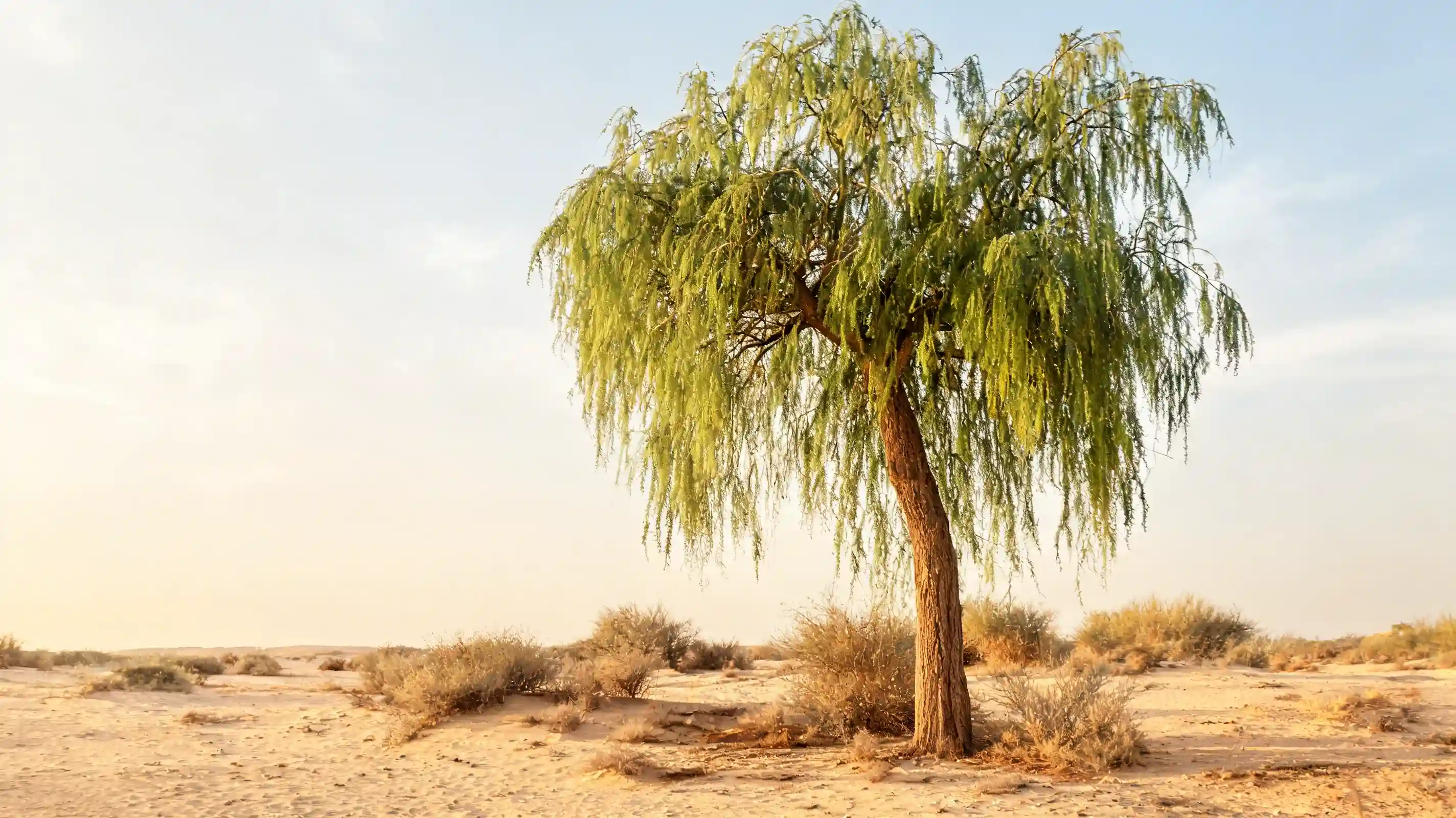 weeping acacia with slender leaves and gently hanging branches in a bright desert landscape