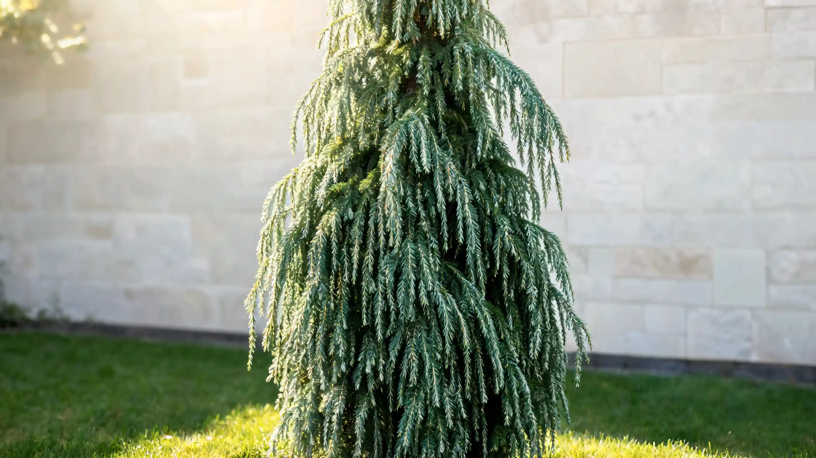 slim weeping serbian spruce with hanging branches and dark green needles in a narrow garden