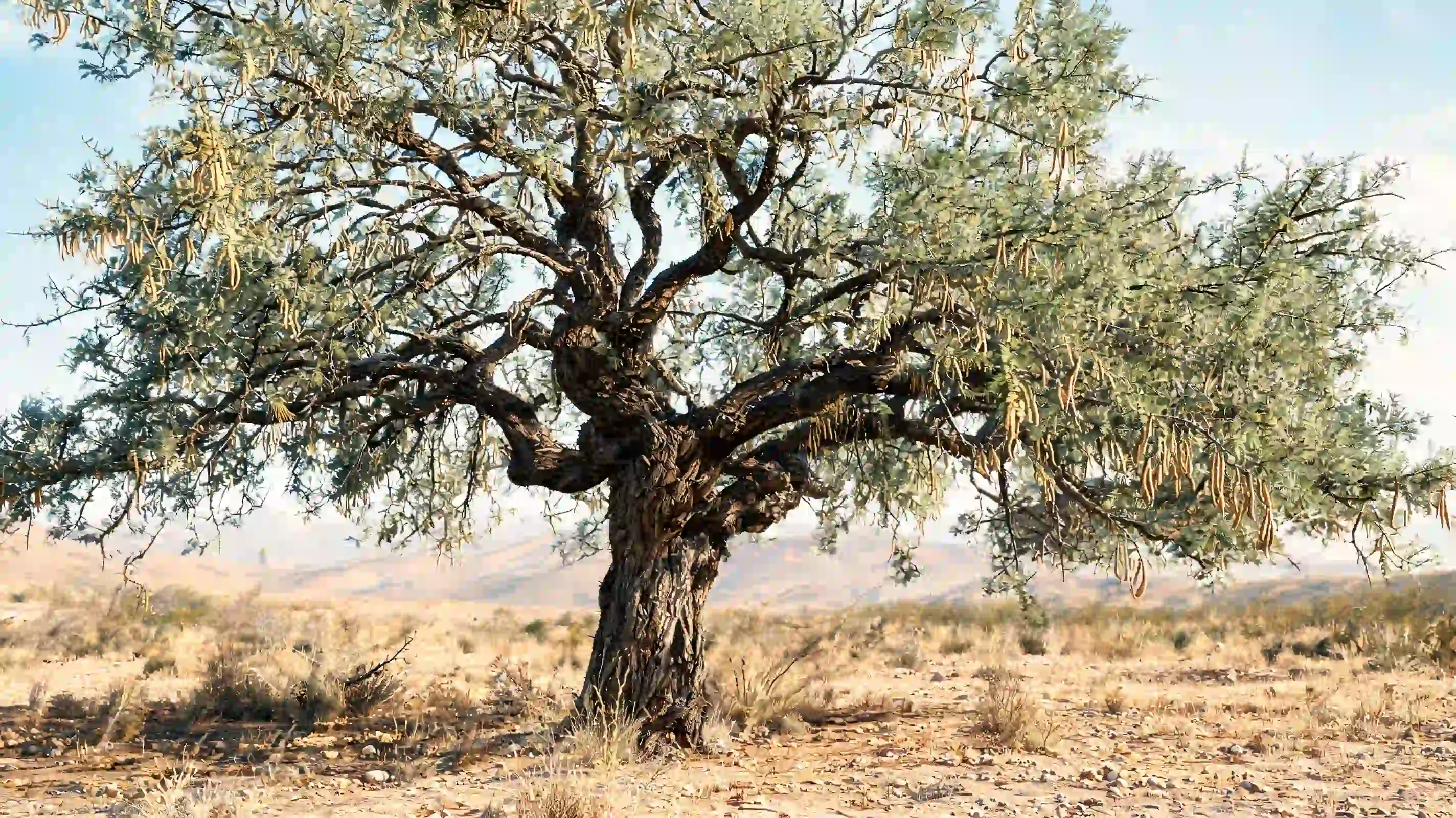 western honey mesquite with a broad twisting canopy rugged bark and tan pods in open desert