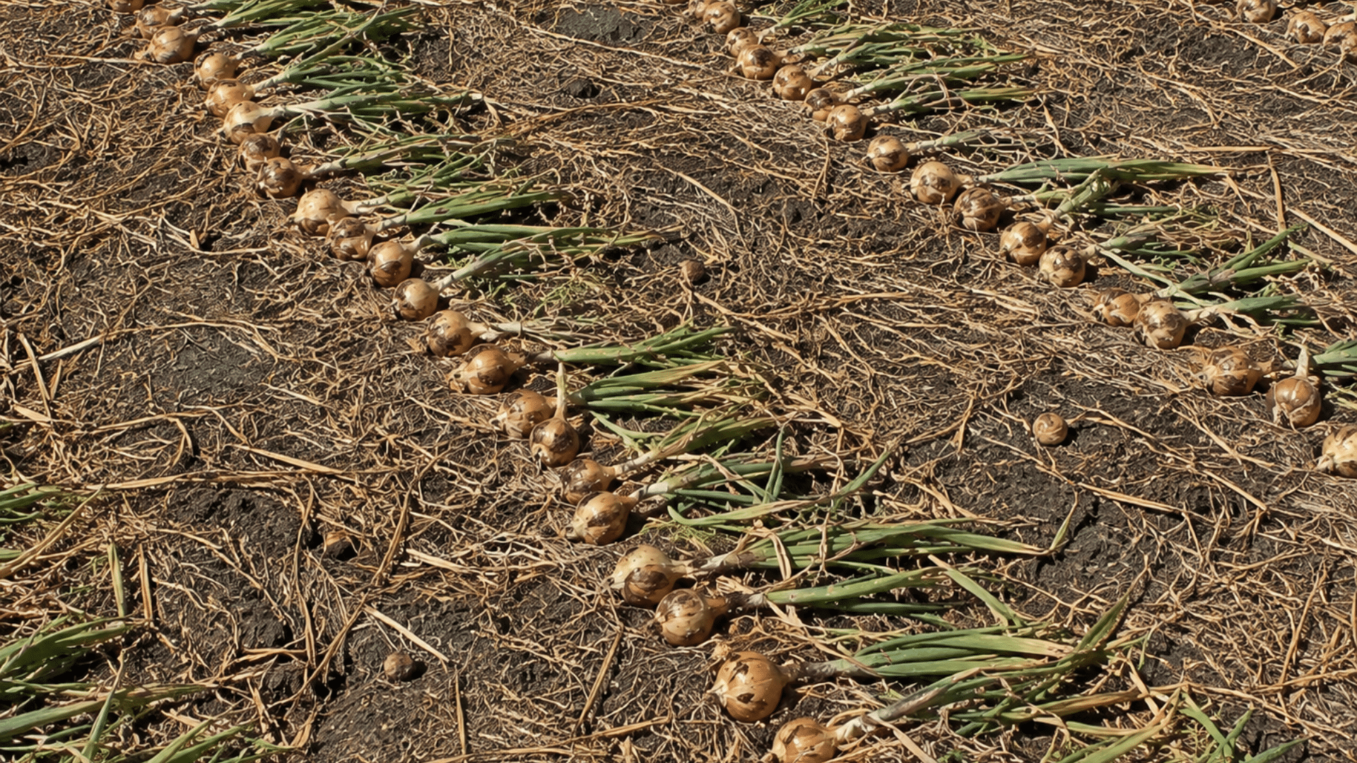 harvested yellow onions with green stalks laid out in neat diagonal rows drying on dark field soil