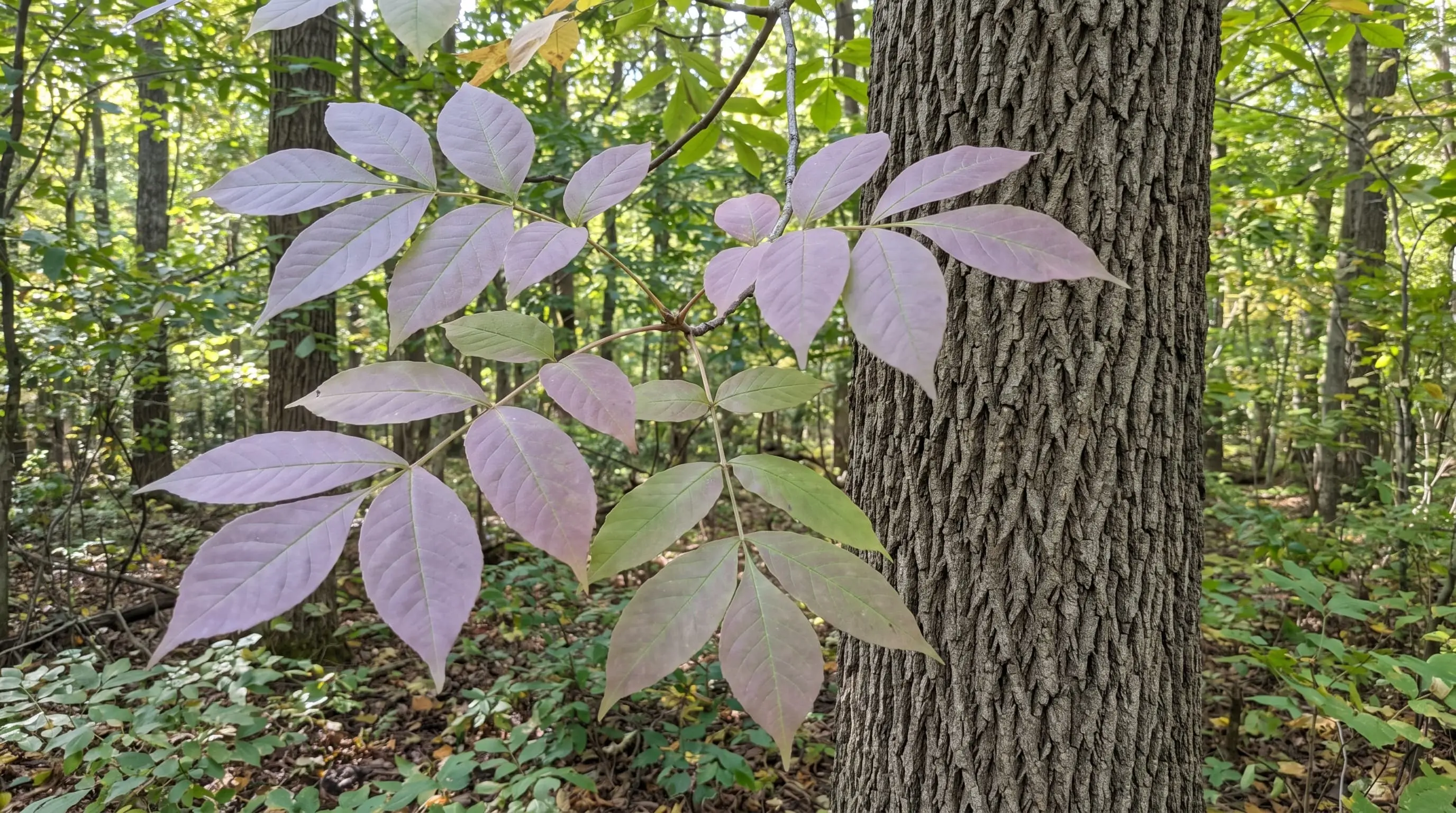 close up of a white ash tree branch showing pale bark and broad green leaflets in bright daylight