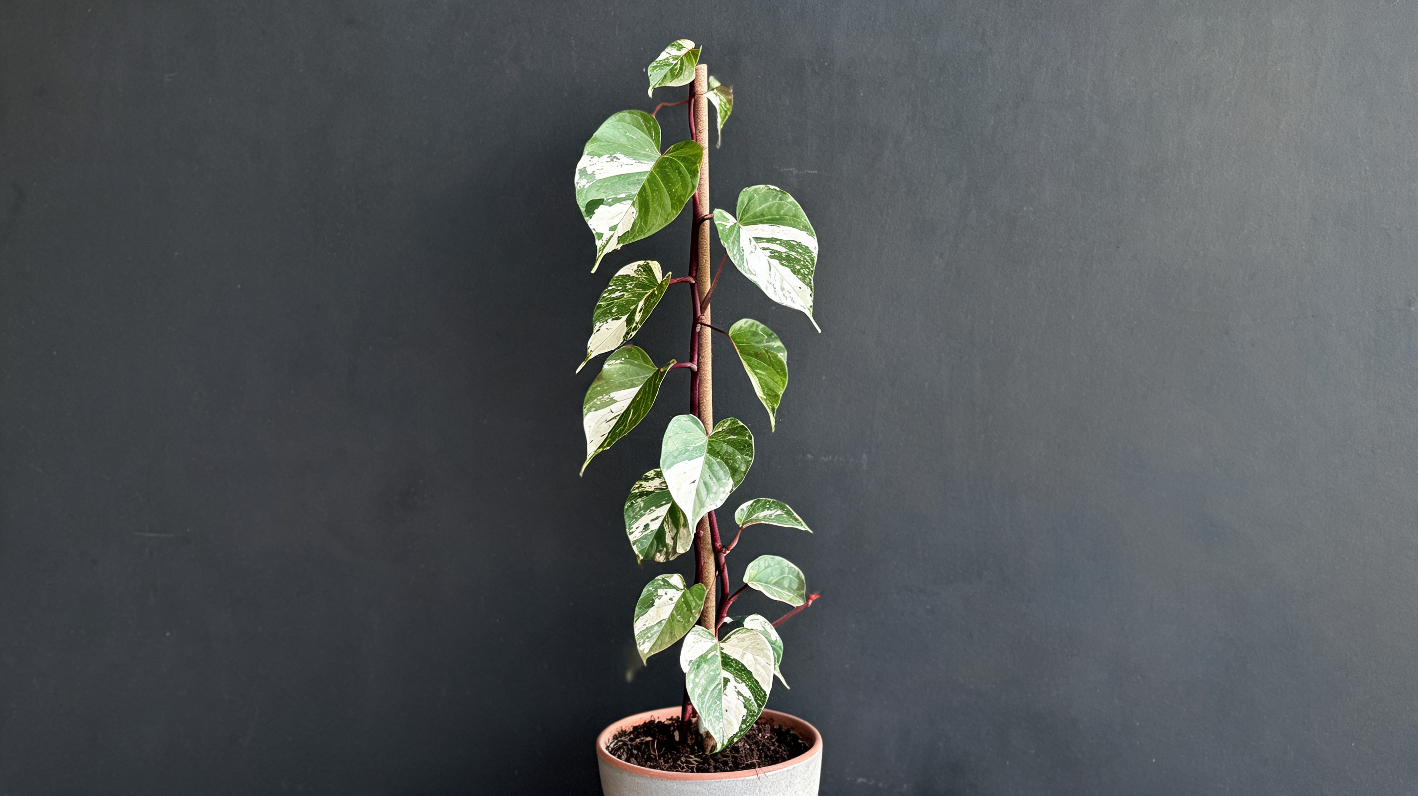 white knight philodendron with green leaves marked by white sectors on dark burgundy stems