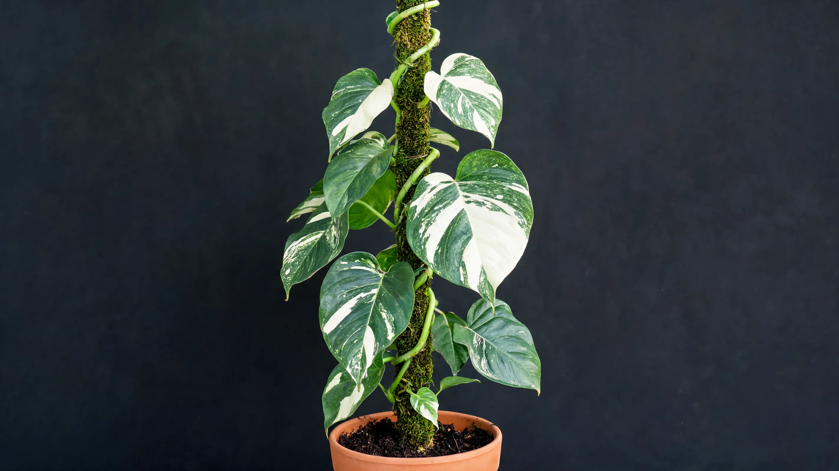 white wizard philodendron with large rounded green leaves and bold white sectoral markings