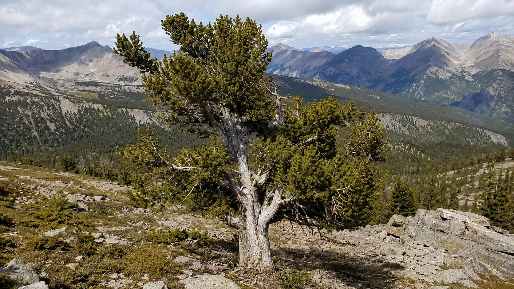 whitebark pine with a low wind shaped crown pale bark and dense needles near the cold alpine tree line