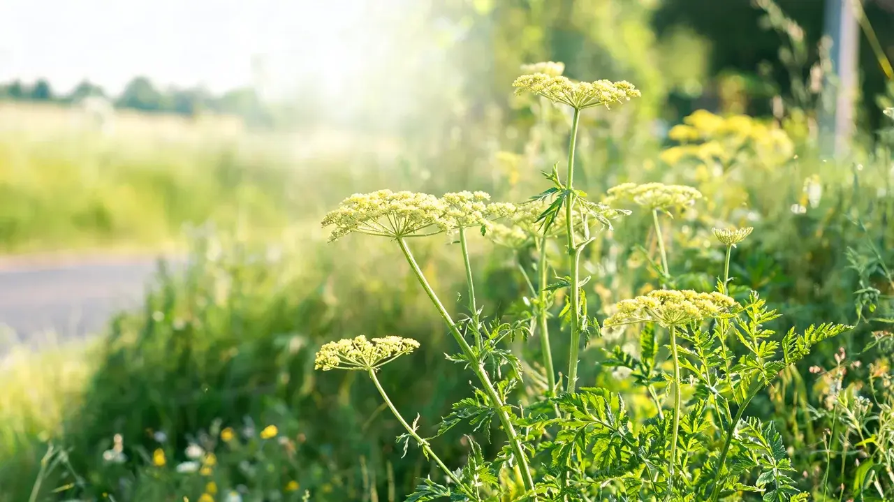 wild parsnip with tall green stems and flat yellow flower clusters growing naturally along a sunny meadow edge