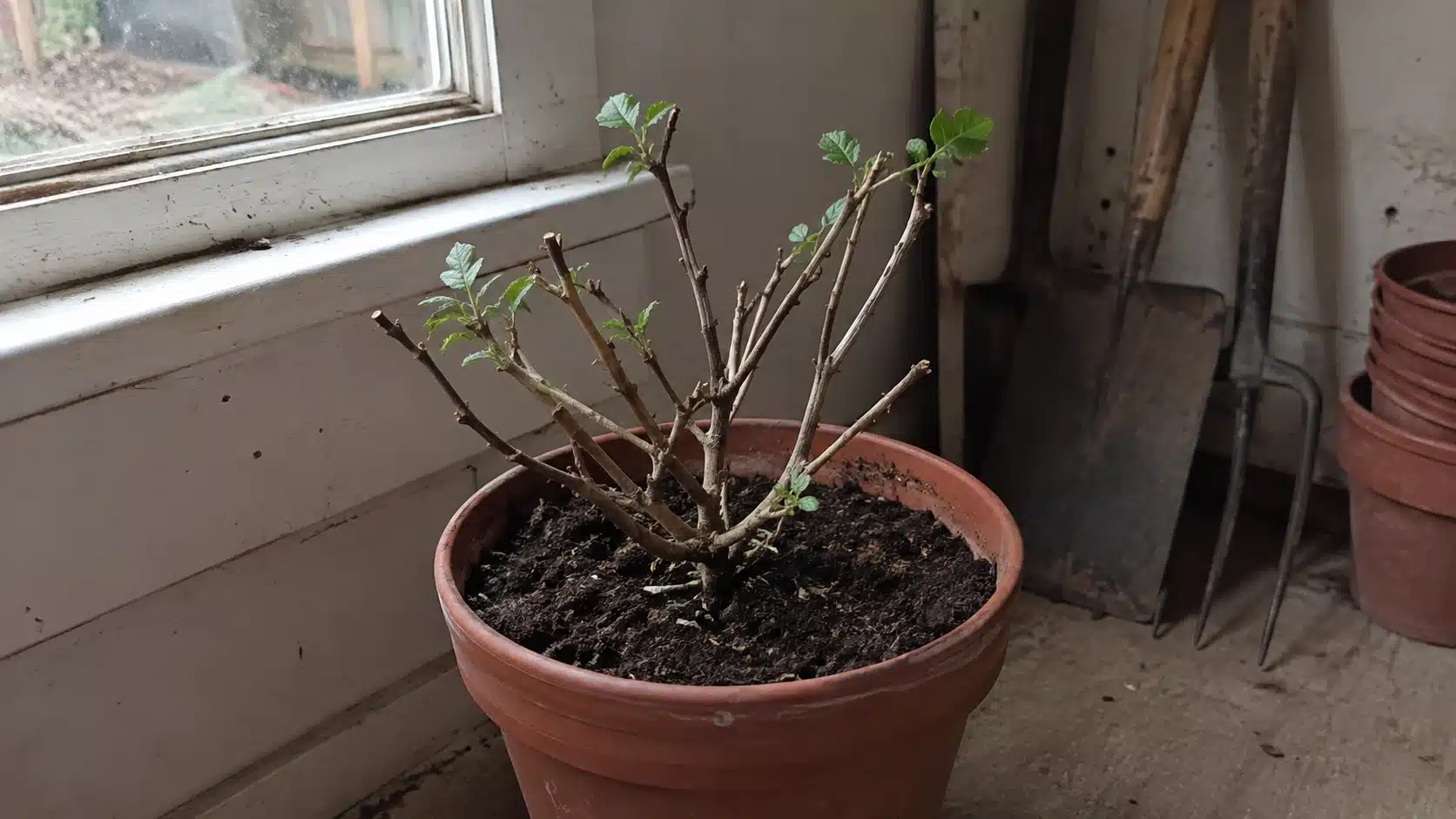 pruned fuchsia plant resting by a shed window with damp soil and worn garden tools nearby