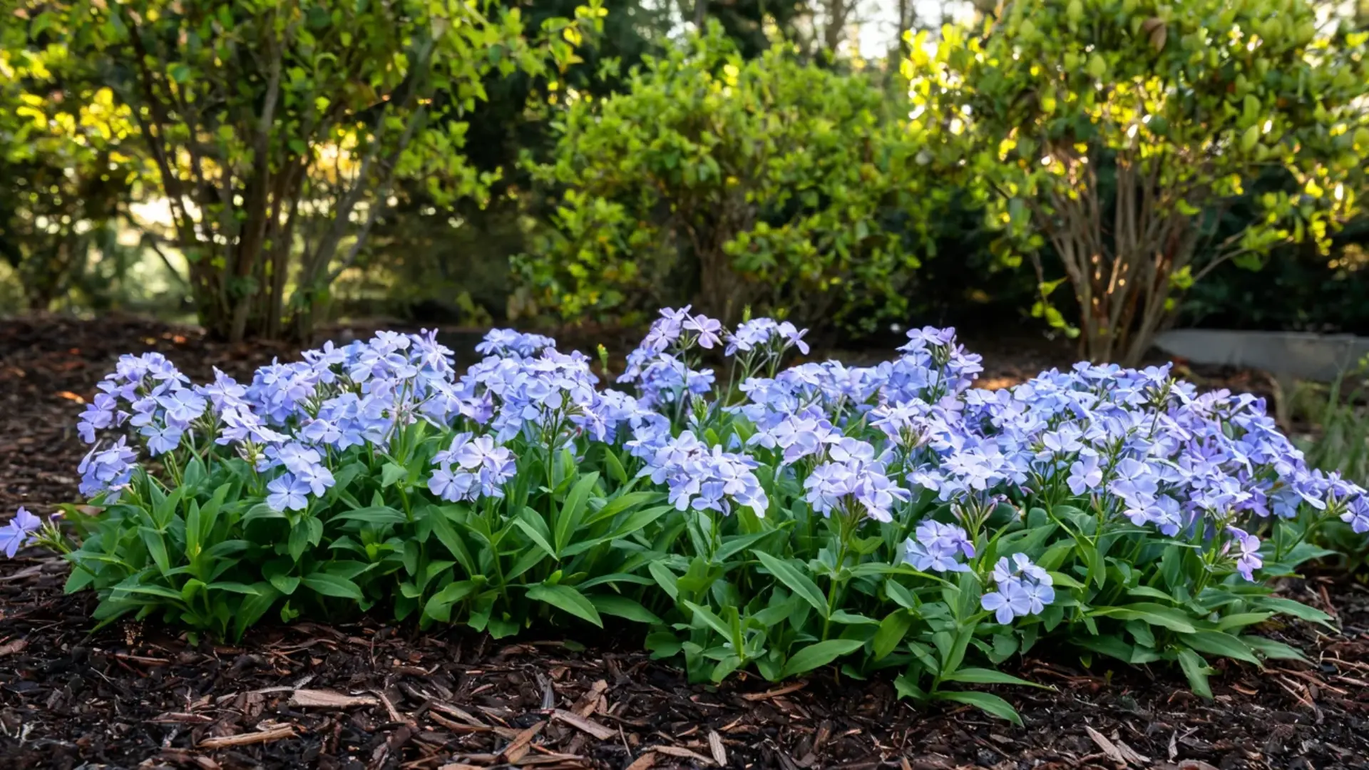 woodland phlox with clusters of lavender blue flowers blooming low in a shaded spring garden