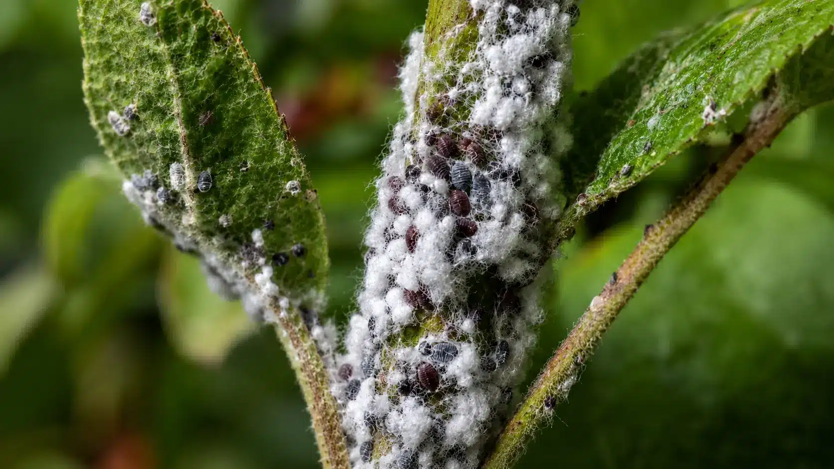 woolly aphid colonies gathered on tree bark leafy stems and exposed roots across three garden views