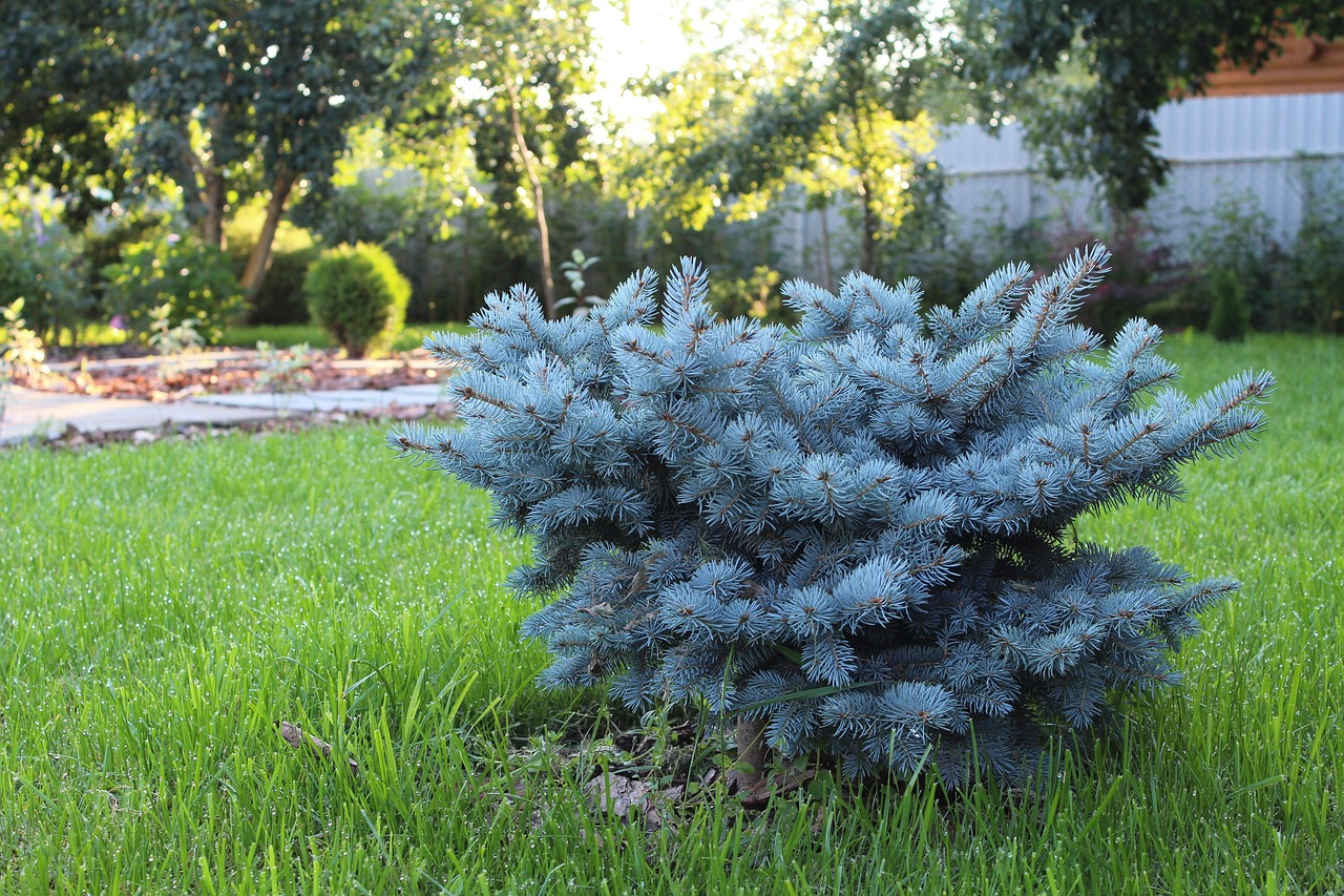 Common Landscaping Mistakes That Can Lead to Water Problems