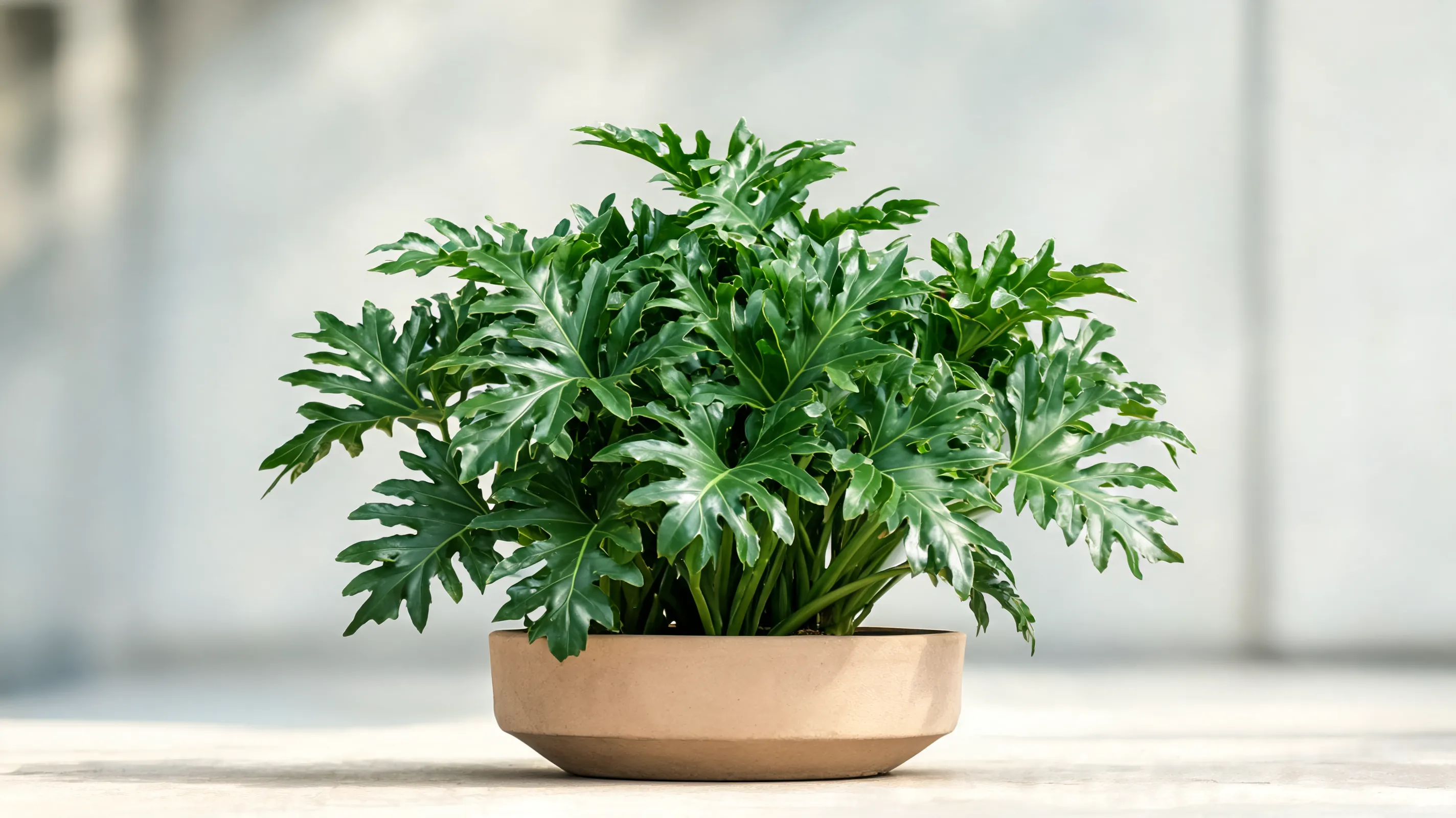 xanadu philodendron with glossy deeply lobed green leaves forming a dense rounded rosette indoors
